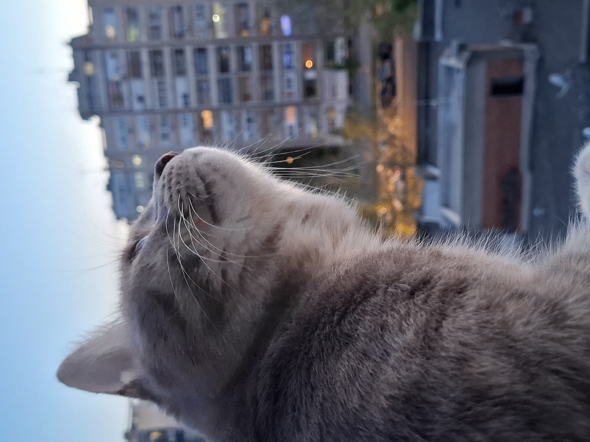 A cat is looking upwards and leftwards. Behind it is a building. The city is Novi Sad, Serbia.