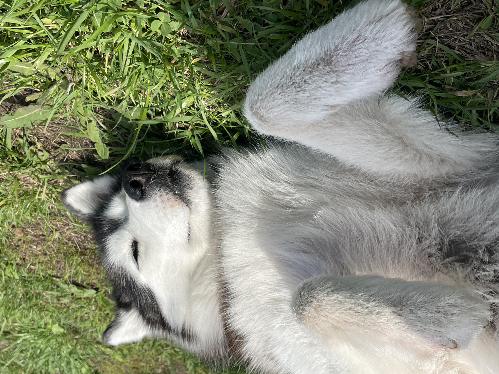 A black and white husky dog is lying on its back in green grass. Its eyes are closed. The location is unknown and there is no evidence to suggest that the image was taken in Izhevsk, Russia.
