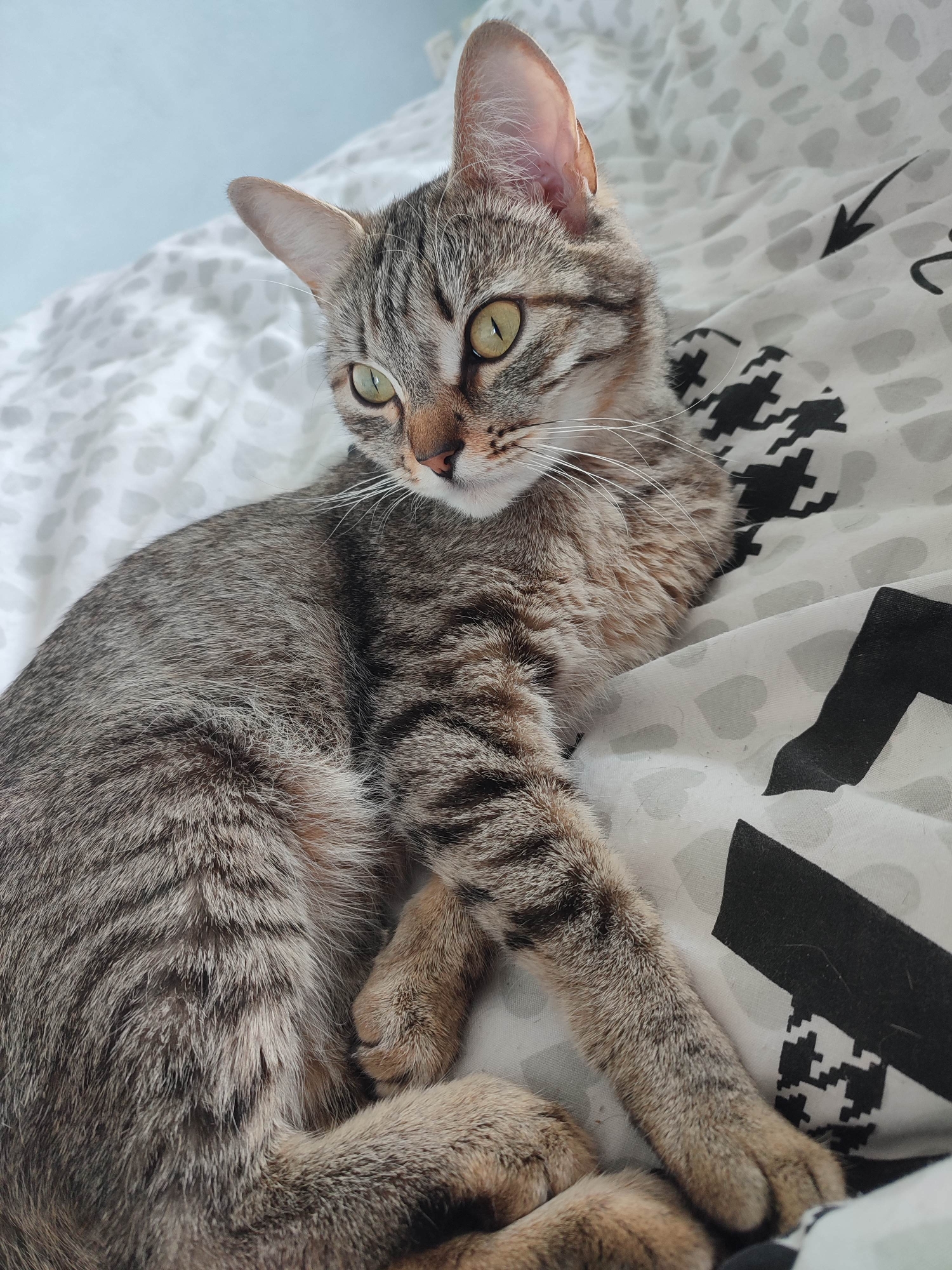 A brown tabby cat is lying on a bed with a black and white patterned duvet. The cat has green eyes and a watchful expression. The duvet features a pattern of hearts and houndstooth. The background is a soft blue.