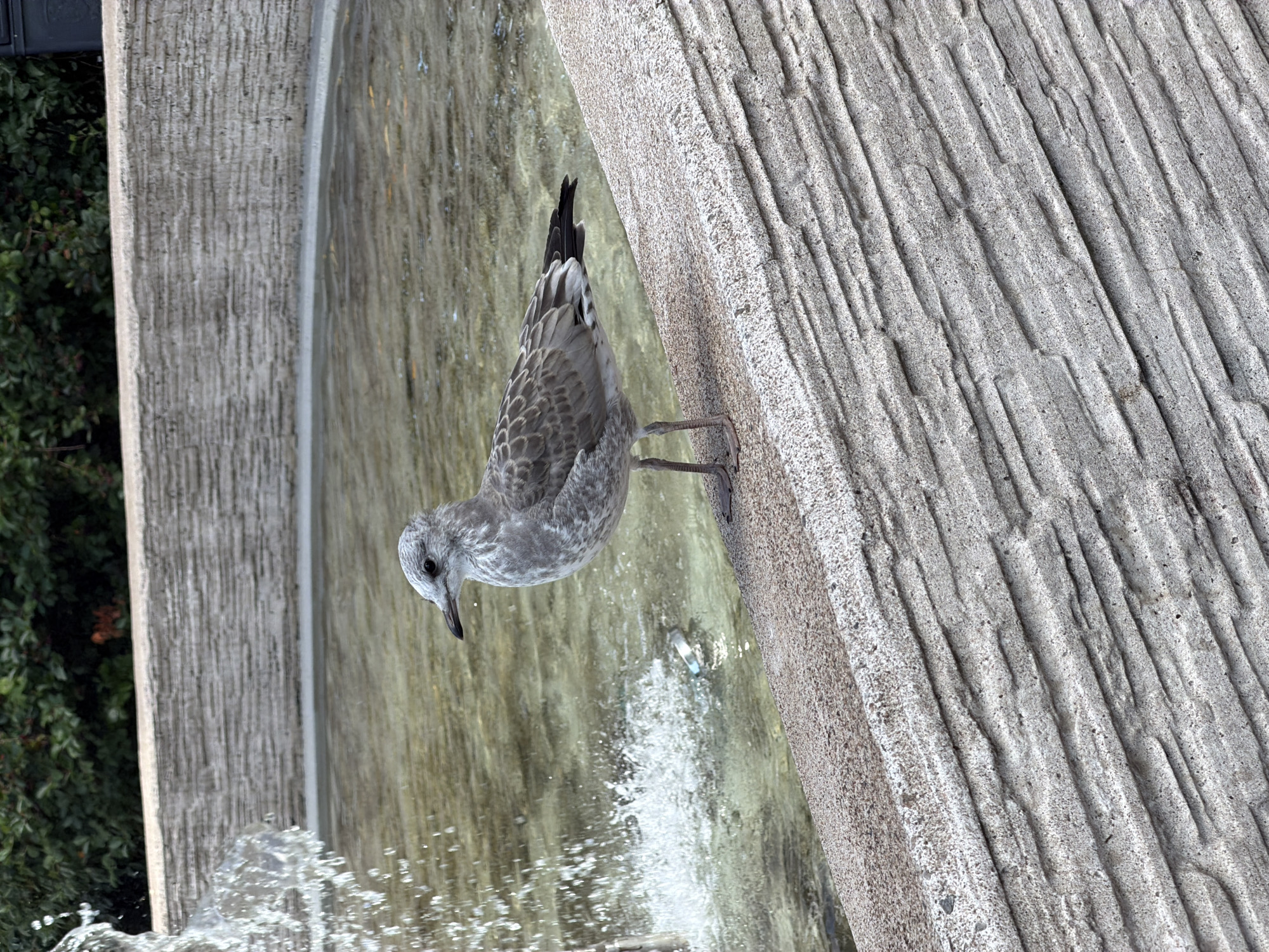 A juvenile seagull stands on the textured concrete edge of a fountain in Växjö, Sweden. The water in the fountain is murky green, with a single white plastic bottle floating near the splashing water on the left side of the frame. Behind the fountain, lush green foliage is visible, with a dark garbage bin partially obscuring the greenery on the far right. The seagull is facing left, its grey and white feathers subtly patterned. The concrete edge is rough and deeply grooved, creating a stark contrast with the smooth water and the bird's feathers. The lighting suggests it is daytime.