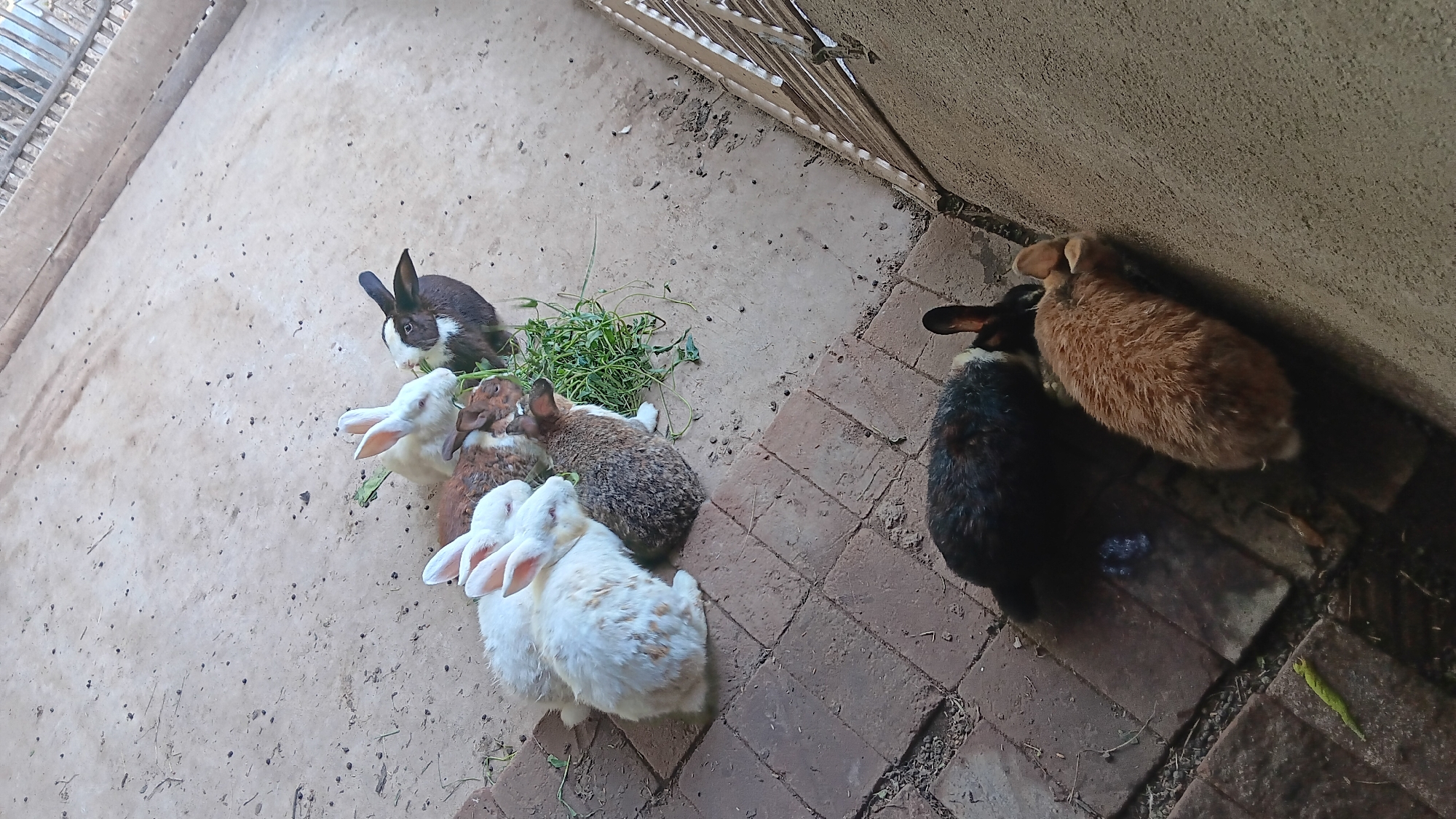 Eight rabbits are gathered on a rough concrete and brick ground. In the upper portion of the image, six rabbits are clustered together eating a pile of green vegetation. Among these, there are three white rabbits, one brown and white rabbit, and one dark brown and white rabbit. To the lower right, two more rabbits are present; one is dark brown and black with white markings, and the other is a light brown, fluffy rabbit. The scene appears to be an outdoor enclosure. This image was taken in Sonobekel, Indonesia.