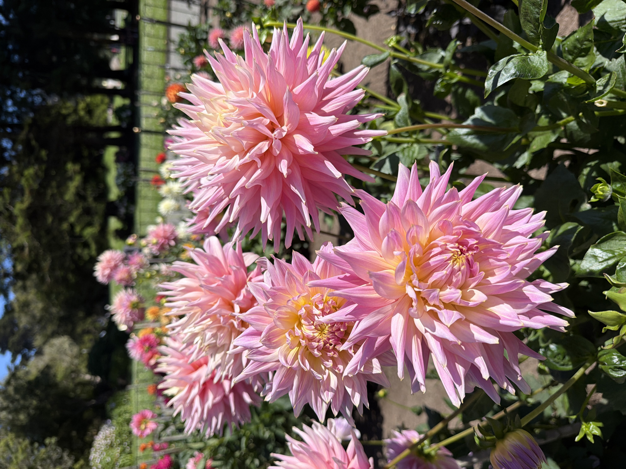 This is a close-up, eye-level, vertical, outdoor, daytime, full shot of a bed of pink dahlias in bloom. The flowers are large and have many pointed petals, with yellow centers. The flowers are in focus in the foreground, with a blurry background of more flowers, green foliage, trees, and a fence. The scene appears to be in a garden or park. The bright sunlight suggests a sunny day. There are no people or animals visible in the image. The overall impression is of a vibrant, colorful display of flowers.
