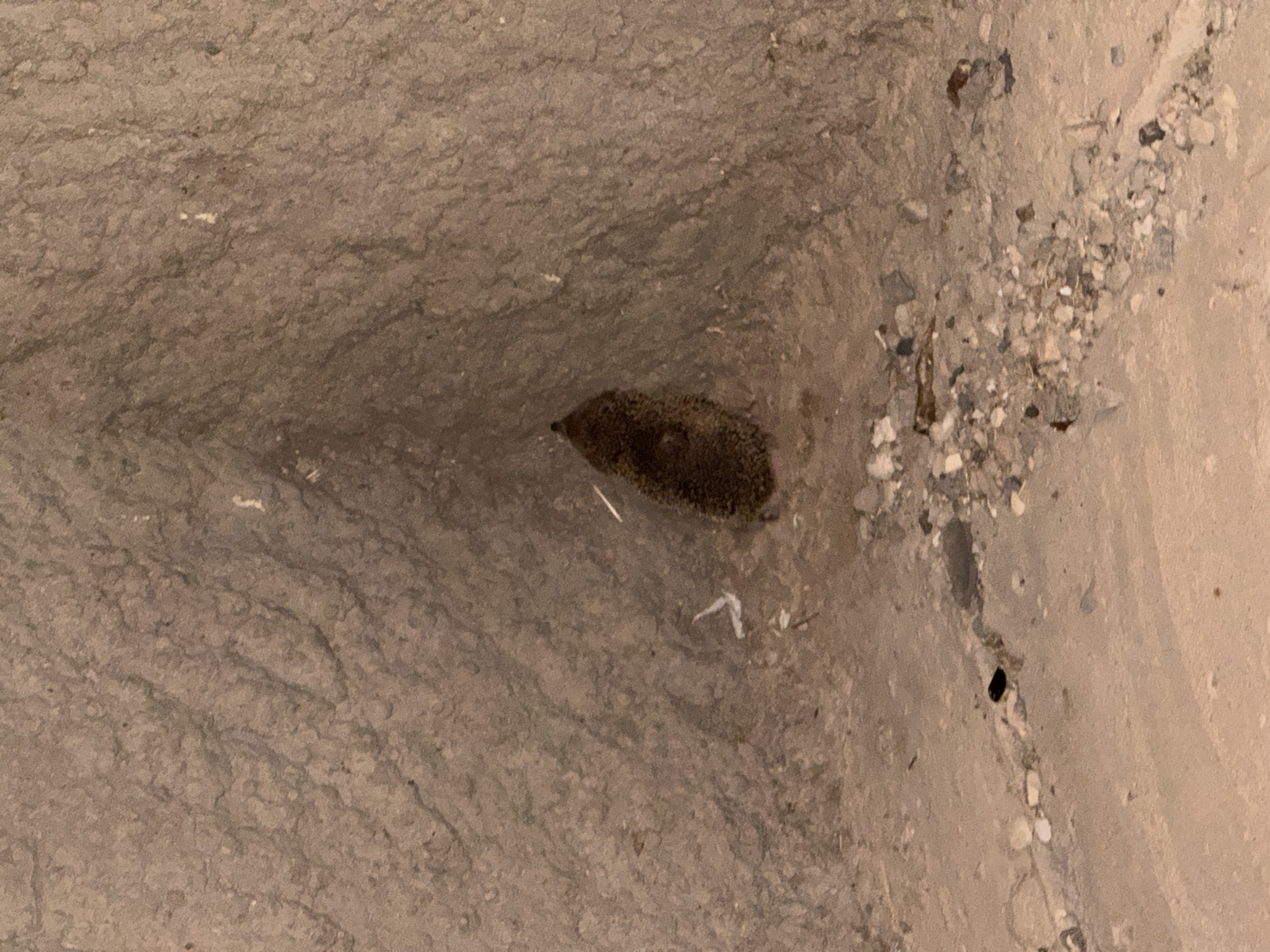 In Astrakhan, Russia, a small, spiky mammal, possibly a hedgehog, is observed nestled in a triangular crevice. The environment appears to be an outdoor, possibly urban, setting characterized by rough, textured concrete walls and a sandy, pebble-strewn ground. Debris, including small white fragments and dark specks, is scattered across the surface. The lighting suggests a dimly lit or nighttime scene.
