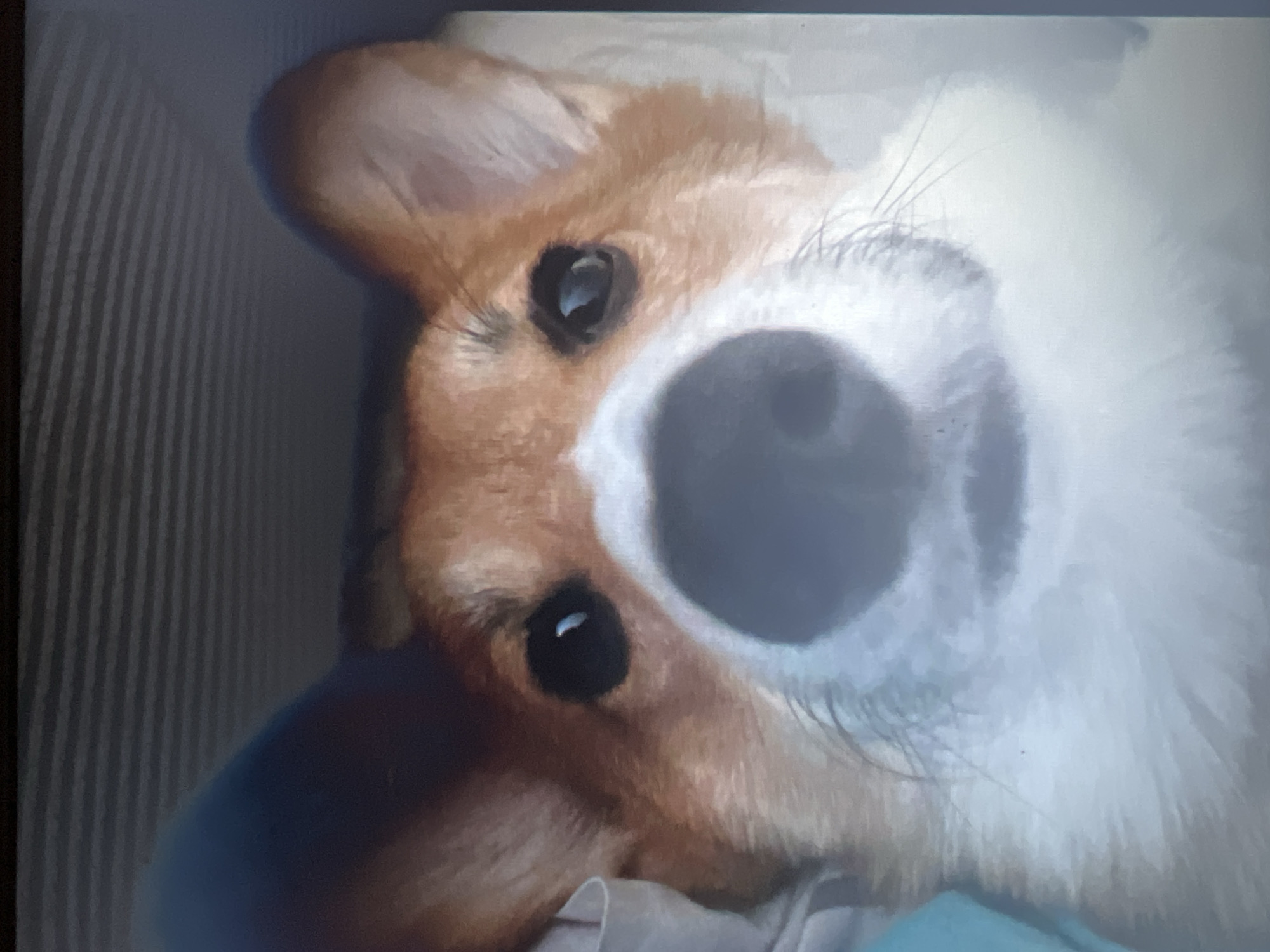 The image is a close-up, low-angle, portrait-style photograph of a Pembroke Welsh Corgi dog. The dog's face fills most of the frame, with its nose prominently featured in the foreground. The dog has characteristic tan and white markings, large erect ears, and dark eyes. The background appears to be a soft, diffused texture, possibly a blanket or pillow, with a hint of a blue fabric on the left side. There is no discernible urban environment or specific location in Bilenke, Ukraine, visible in the image. The lighting is soft and appears to be coming from above and slightly to the front of the dog.