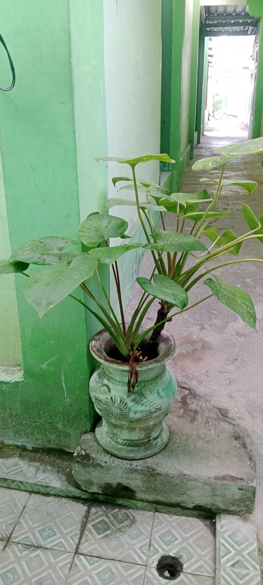 The image captures a potted plant with large, heart-shaped green leaves, likely a type of Araceae, situated in a weathered, ornate green ceramic pot. The pot itself rests on a concrete ledge. The background features a hallway with walls painted in alternating shades of green and off-white. The floor of the hallway is paved with light-colored tiles forming a diamond pattern, and the far end opens to a brightly lit area, suggesting an outdoor space or a well-lit corridor. The scene appears to be outdoors, possibly in the courtyard or walkway of a building. The location is identified as Tuban, Indonesia. The overall atmosphere is one of simple, natural embellishment within an urban or institutional setting. There are no people visible in the image.
