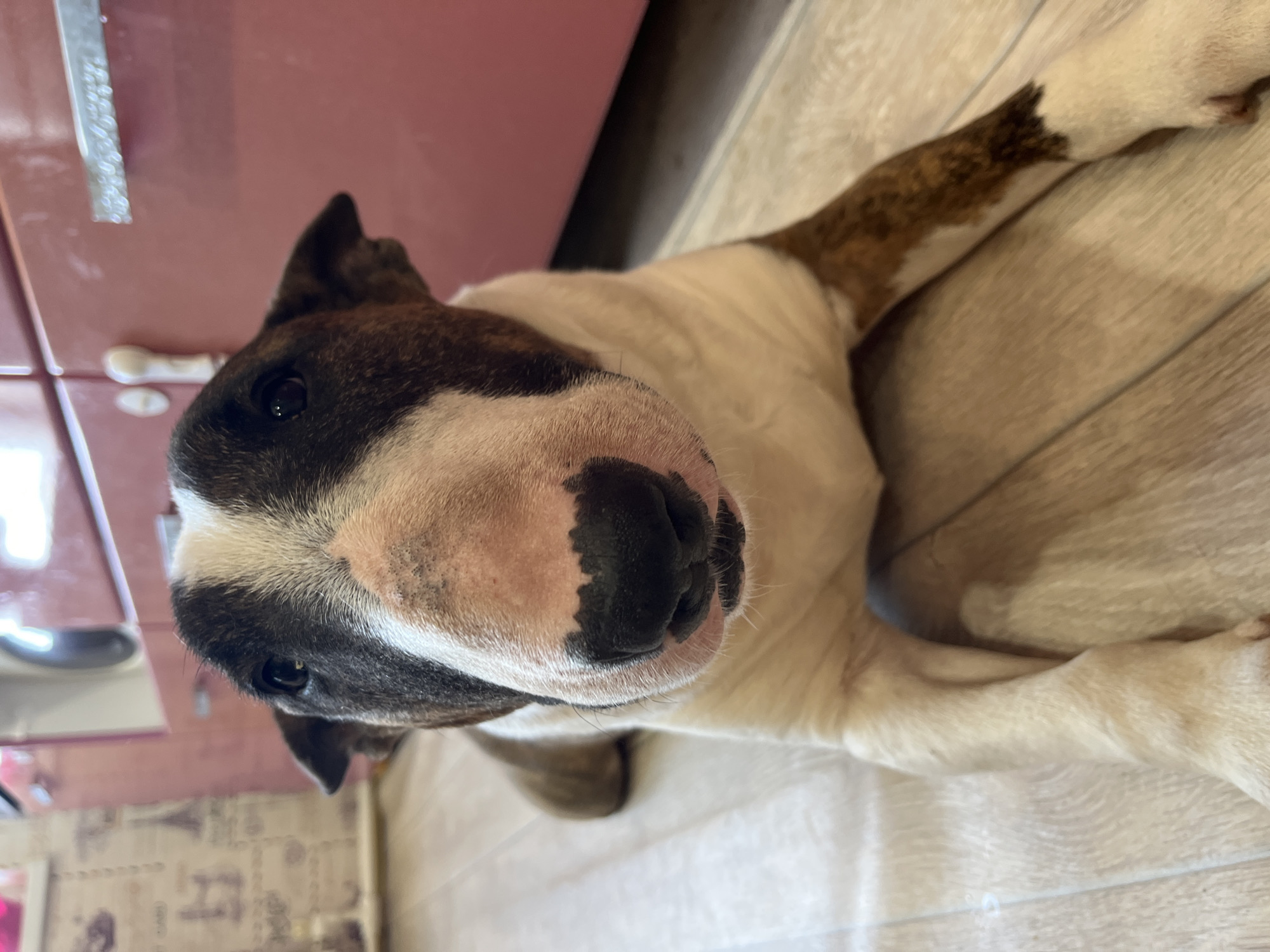 A close-up shot of a dog, likely a bull terrier, lying on a light-colored wooden floor. The dog has predominantly white fur with brown and black markings on its head and one of its front legs. The head is positioned close to the camera, emphasizing its snout and eyes. A pink cabinet or cupboard is partially visible in the background. The image was likely taken indoors, possibly in a kitchen or living area. The exact location within the city of Chaikovsky, Russia, cannot be determined from the given image.