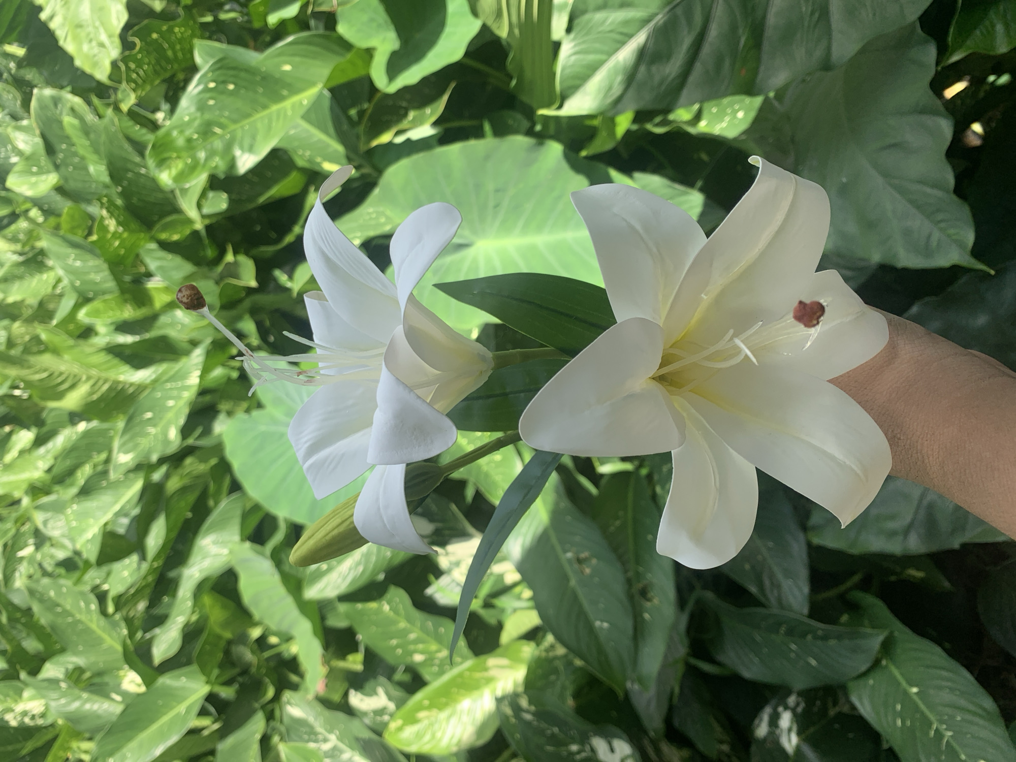 In Kuala Pembuang, Indonesia, a person's hand is holding two white lily flowers in front of a lush green leafy background. The lilies are large and open, with delicate white petals and visible stamens. The hand is positioned in the lower right corner of the frame, supporting the stems of the flowers. The leaves behind the lilies are varied in size and shape, creating a dense, natural setting.