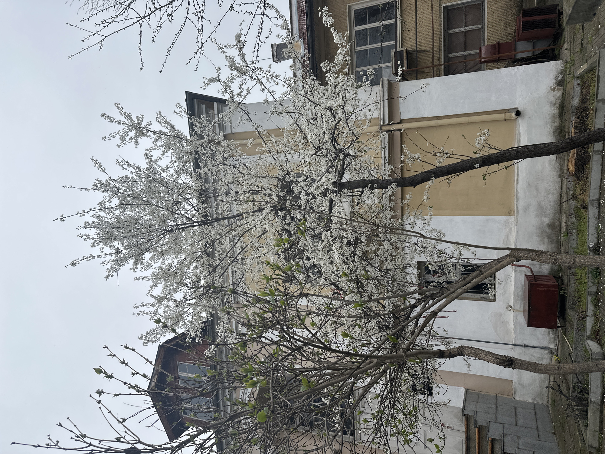 The image depicts an outdoor scene in an urban environment. Two trees dominate the foreground. The tree on the right has fewer blossoms and some new leaves, while the tree on the left is covered in white blossoms. Behind the trees are several buildings. The building directly behind the blooming tree has a cream and light brown facade. Windows with a grid pattern are visible on the upper floors. Adjacent buildings show a variety of architectural styles and materials, including brick and painted surfaces. The sky is overcast and appears grey. Based on the location, this is in Stara Zagora, Bulgaria, but there are no identifying details visible in the image to confirm its location.