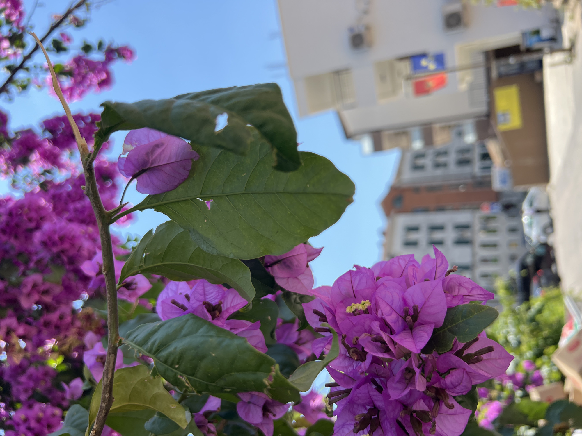 An outdoor, low-angle shot shows a close-up of vibrant purple bougainvillea flowers and green leaves hanging from a branch. In the background, out of focus, is a street scene with buildings, cars, and flags. The buildings are light-colored with multiple windows. Two flags, one red and one blue with yellow symbols, are visible on a white building. The sky is clear and blue. The scene appears to be in Budva, Montenegro, as indicated by the architectural style and the presence of flags. There are no people visible in the frame.