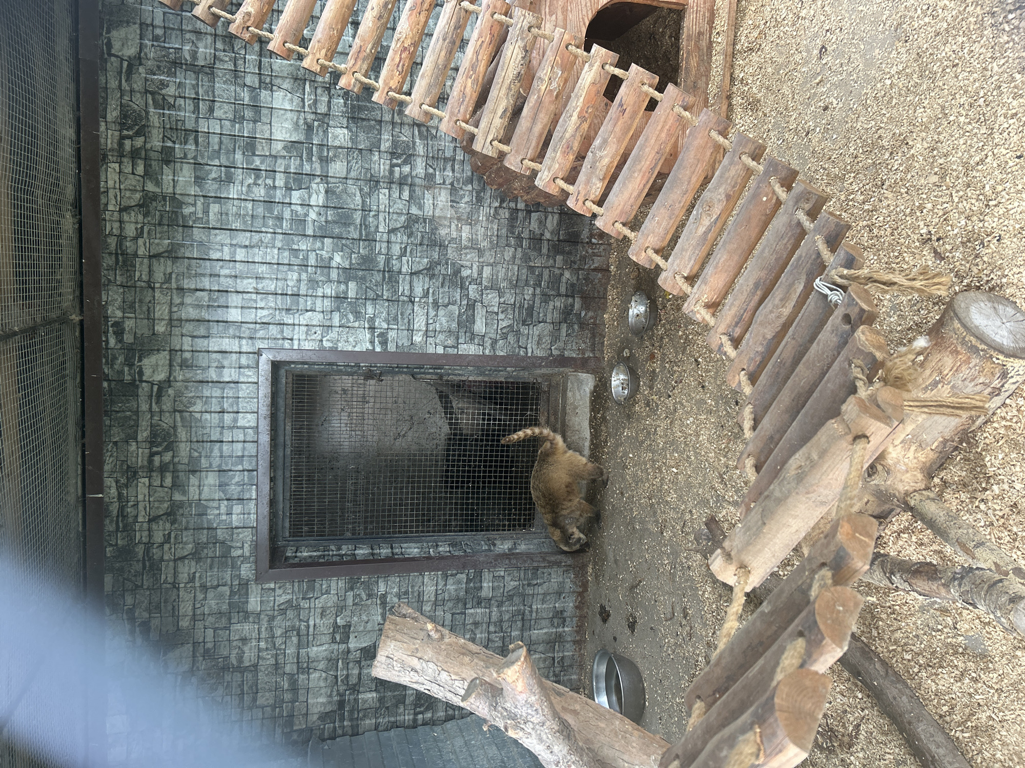A coati, a mammal with a long, prehensile nose, is present in an outdoor enclosure. The enclosure features a stone-patterned wall, a metal-grated door, and wooden ramps. The ground is covered with wood shavings. Two metal bowls, likely for food and water, are visible. The enclosure appears to be located within the Bolsherechye Zoo in Russia, as indicated by the context of the surrounding environment and the presence of zoo-related structures.