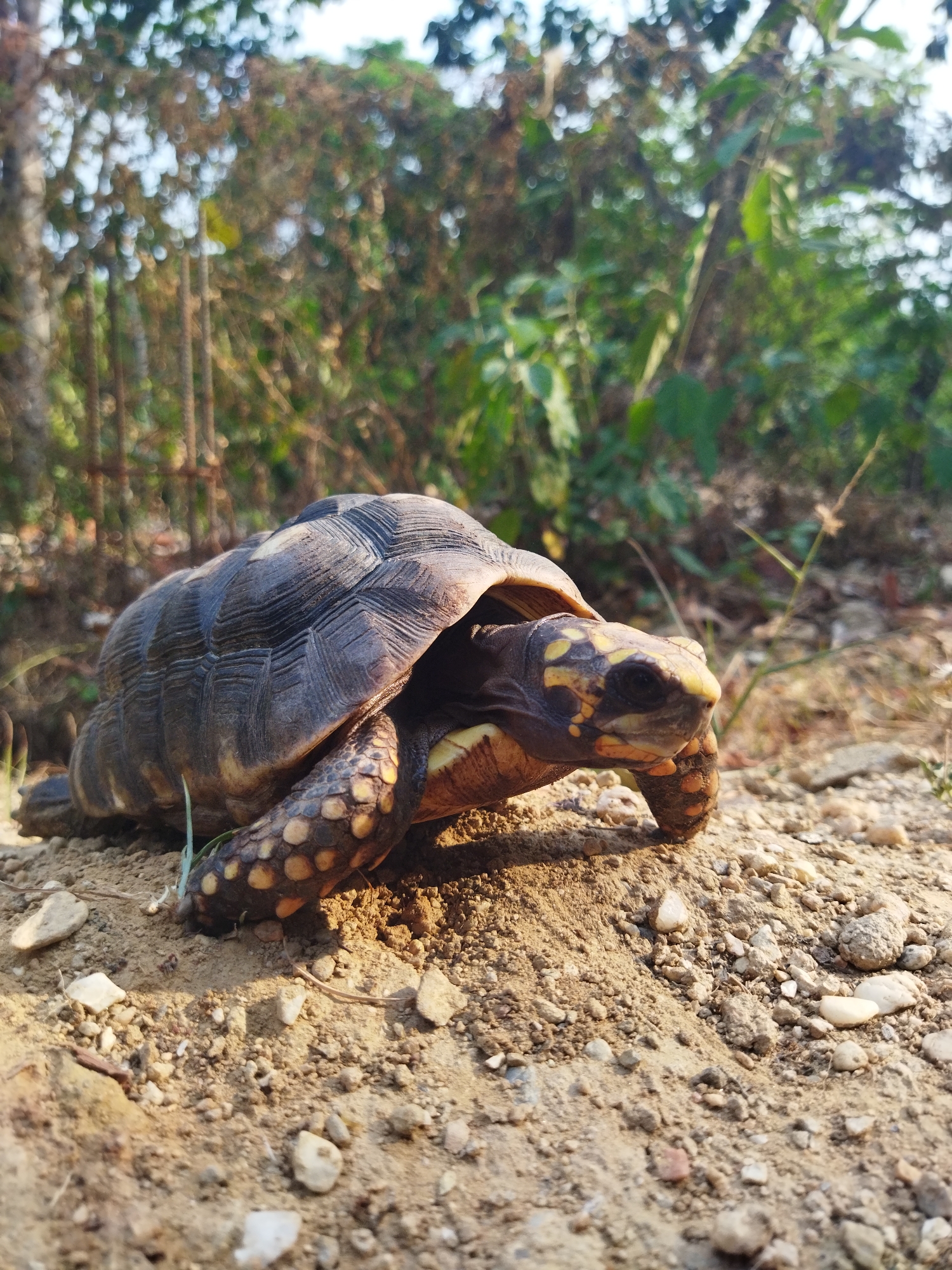 The image depicts a yellow-footed tortoise in a natural environment. The tortoise is positioned on a dirt and gravel surface, with foliage visible in the background. The tortoise has a dark shell with lighter colored markings on its head and legs. The location is Tinaquillo, Venezuela.