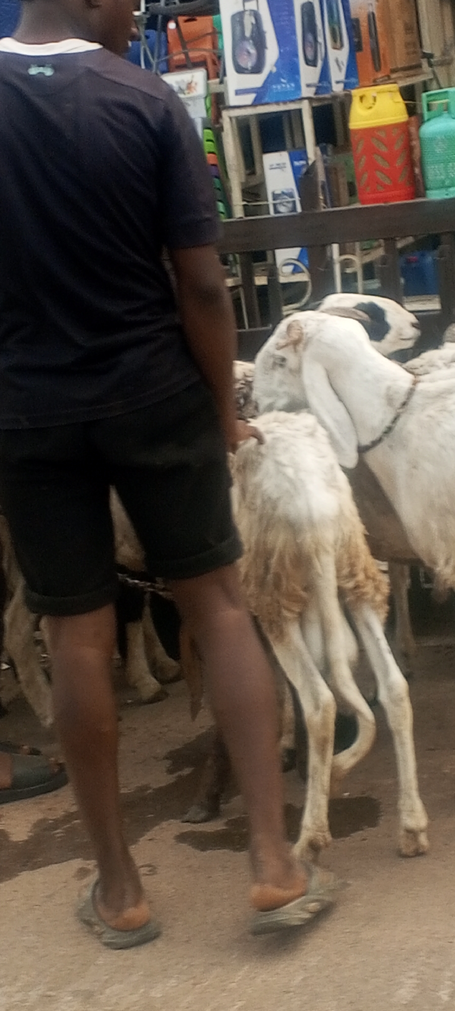 A man wearing a black t-shirt and black shorts stands in an outdoor market, his back to the viewer. He wears casual sandals on his feet. He appears to be touching a white sheep with a black marking on its head, one of several sheep in the area. In the background, a variety of items are displayed on shelves behind a metal railing, including packaged electronics and containers, with a red and yellow cylindrical item notable among them. The location appears to be a bustling market setting in Maiburiji, Nigeria.