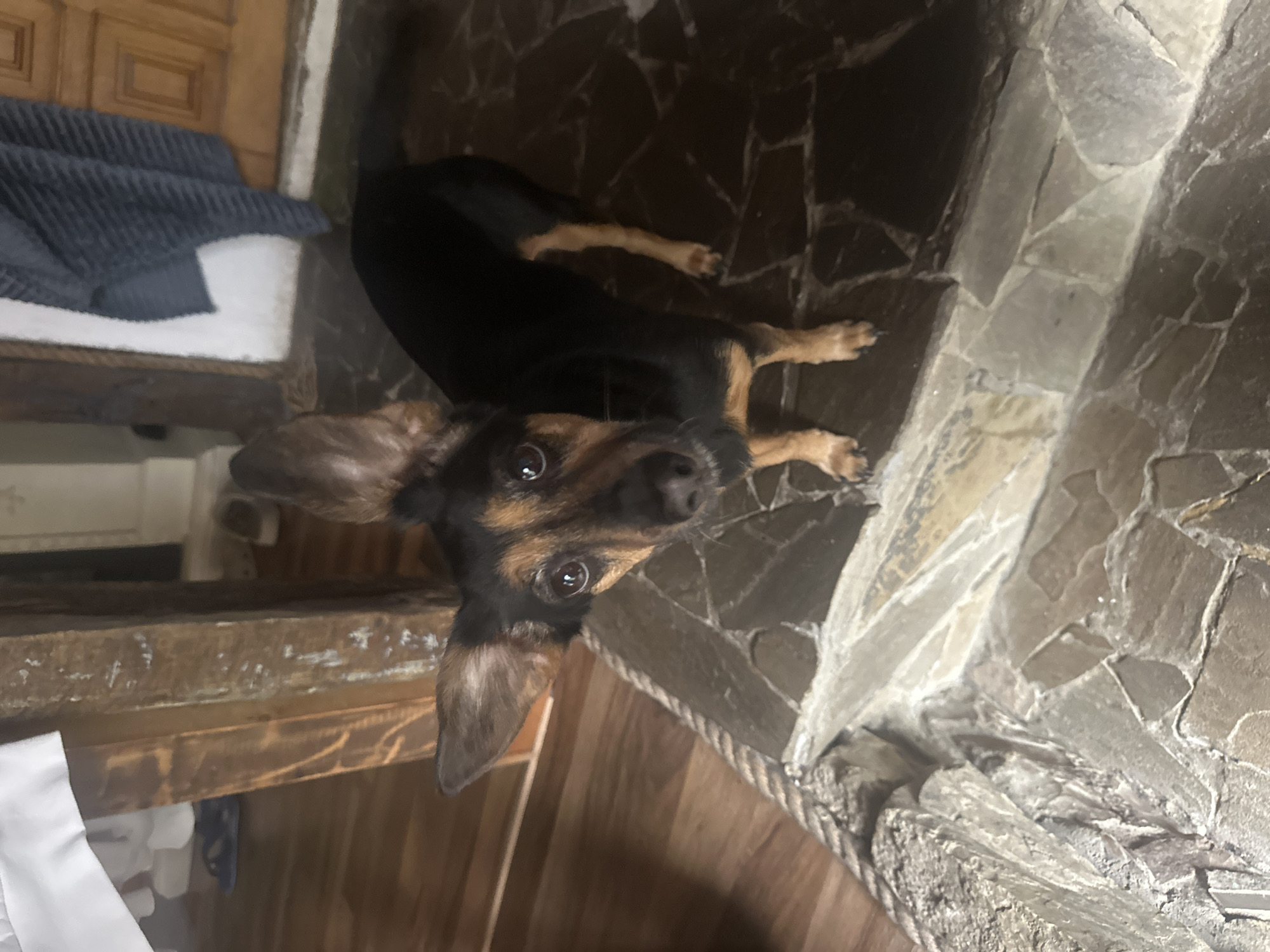 A black and tan dachshund dog is looking up at the camera. It is indoors on a stone floor. The dog is partially under a wooden counter or shelf. A folded blue towel is on top of the shelf. The location appears to be in Krasnaya Polyana, Russia, based on prior context.