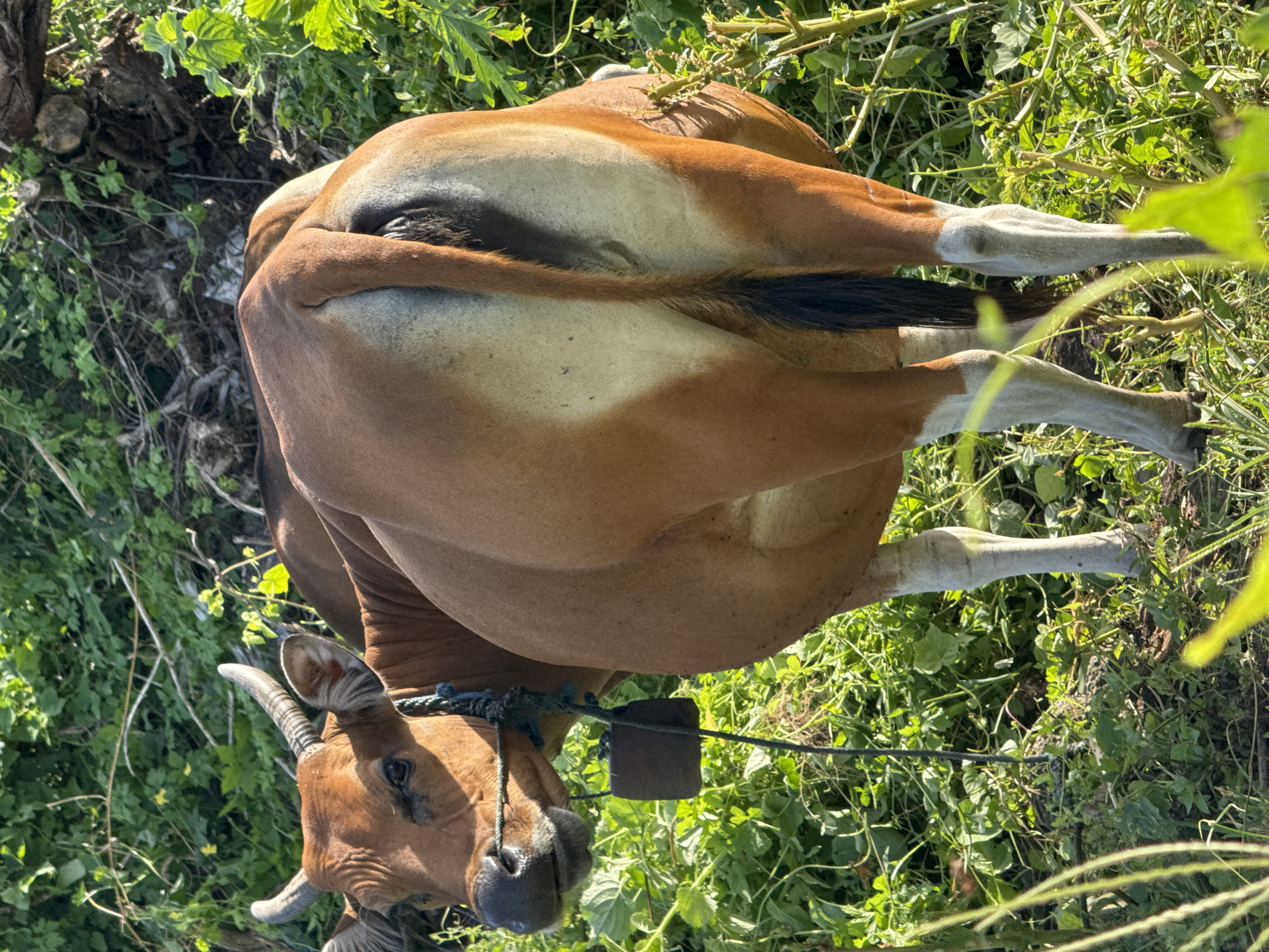 A brown cow stands in a field of green vegetation. It has a rope around its neck with a dark object attached to the rope. The location is Kuta, Indonesia.