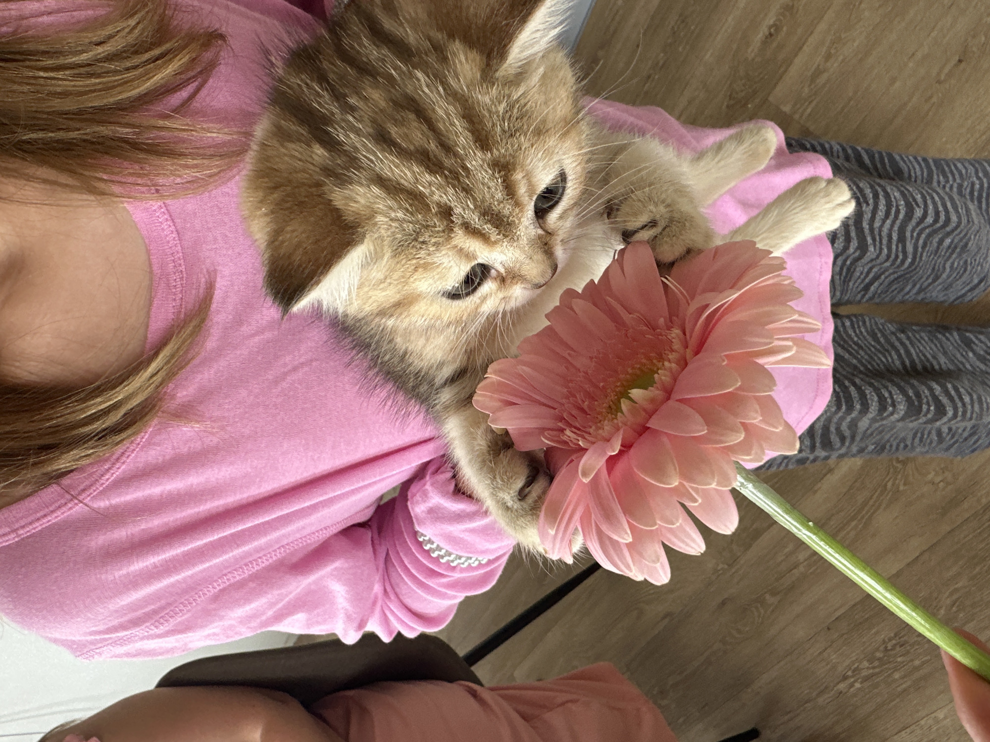 In an indoor setting, a person is holding a light brown kitten near a pink gerbera daisy. The person is wearing a pink long-sleeved shirt with beaded cuffs and gray striped pants. The kitten is looking down at the flower. The background consists of wooden flooring and a dark chair.