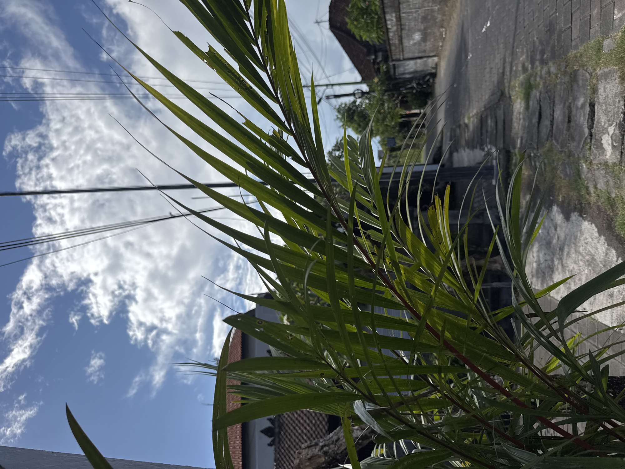 The image shows a palm plant in Kuta, Indonesia, with the sky and buildings in the background. The sky is blue with scattered clouds. Power lines cross the sky above the palm leaves. A residential street paved with rectangular stones is visible in the background with buildings and walls along the side. The palm plant has long, green leaves with some areas appearing eaten or damaged. The stems of the palm leaves are reddish.