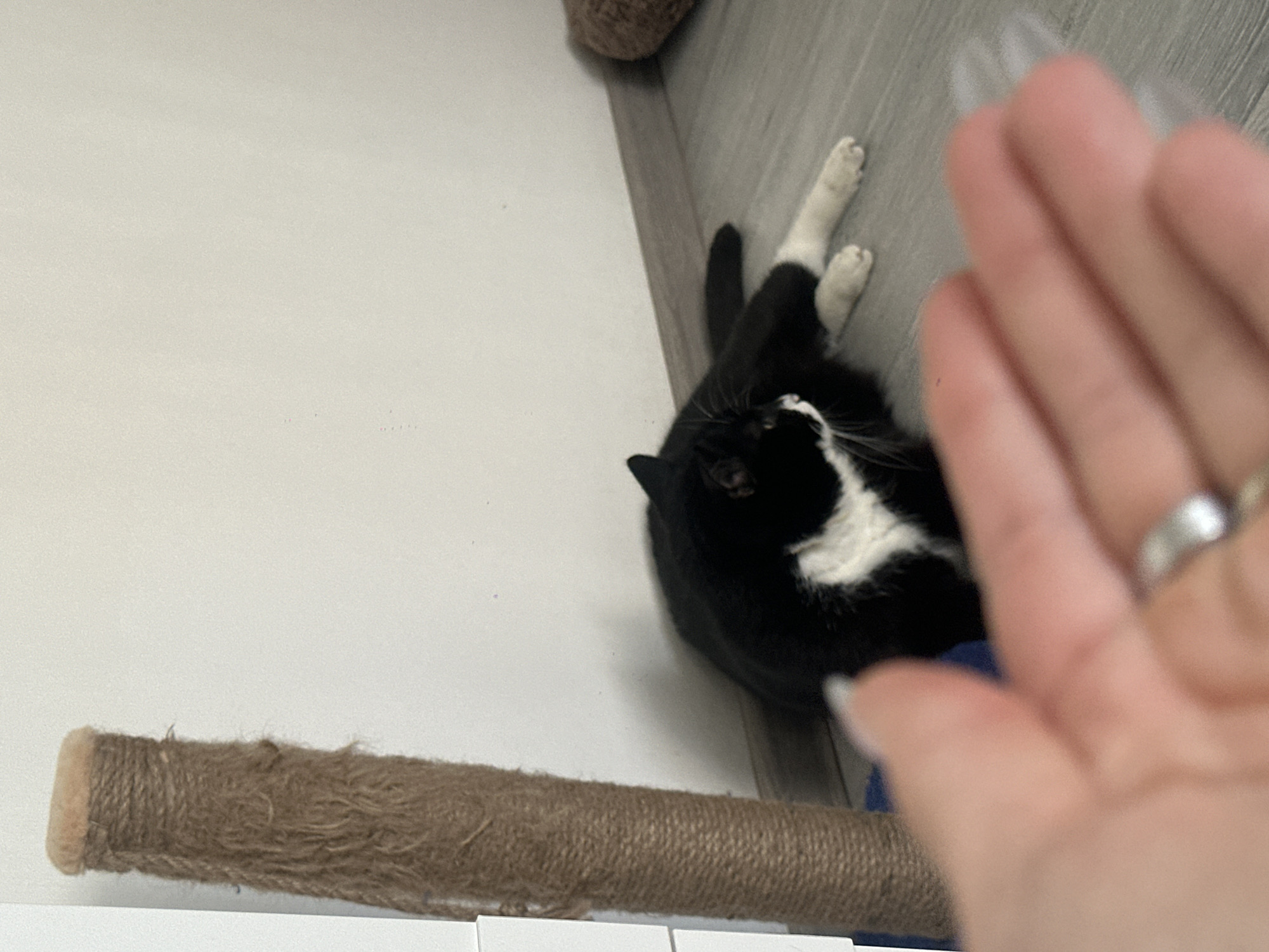 A black and white cat is lying on a grey wooden floor next to a scratching post. The cat is black with a white chest and paws. It is looking towards the left of the frame. In the foreground, a hand with long fingernails and a silver ring is blurred and reaching towards the camera. The background is a plain white wall and a grey baseboard. A brown circular object is visible in the far right background. The image appears to be taken indoors, likely in a residential setting. There is no discernible information within the image to indicate its location in Moscow, Russia.