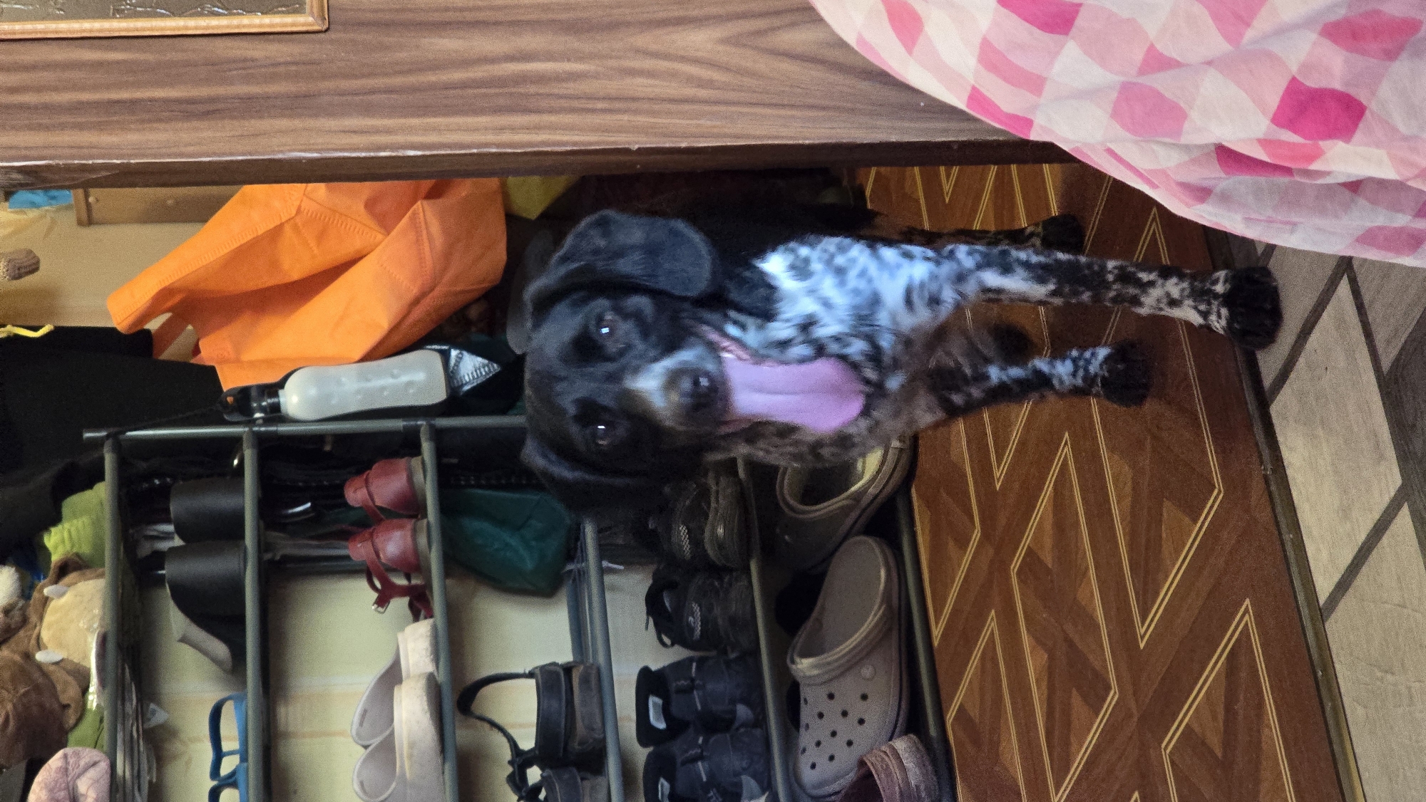 A black and white spotted dog stands on a wooden floor in what appears to be a cluttered entryway or storage area. The dog is facing forward, with its pink tongue hanging out. Behind the dog, there is a multi-tiered shoe rack filled with various shoes, including sandals, sneakers, and heels. To the right of the shoe rack, there are several large orange bags and a brown wooden door frame. To the left of the shoe rack, a portion of a wall is visible, painted a pale yellow. A pink and white checkered fabric is visible in the lower right corner of the image. The scene suggests a domestic indoor setting. The image does not provide specific information about the city of Novohuivynske, Ukraine, beyond the potential location implied by the query.