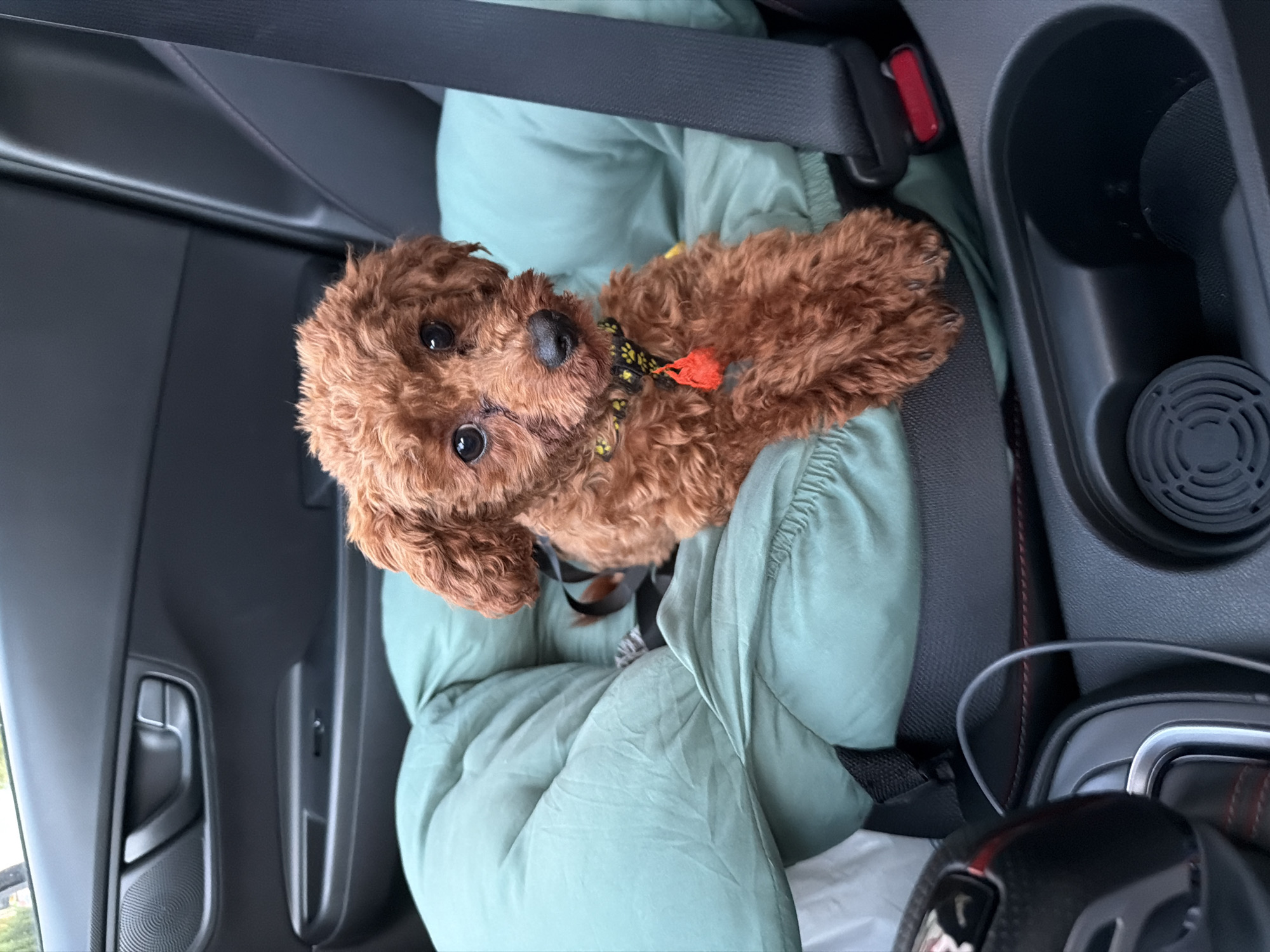 A small, fluffy, reddish-brown poodle puppy is sitting in a car on a mint green cushion. The puppy is wearing a black collar with yellow paw print patterns and a small orange charm. The puppy is looking directly at the camera with dark, round eyes. The car's interior is visible, including the door panel, seatbelt, and center console with a cup holder. The lighting suggests it is daytime. The location is not specified in the image.