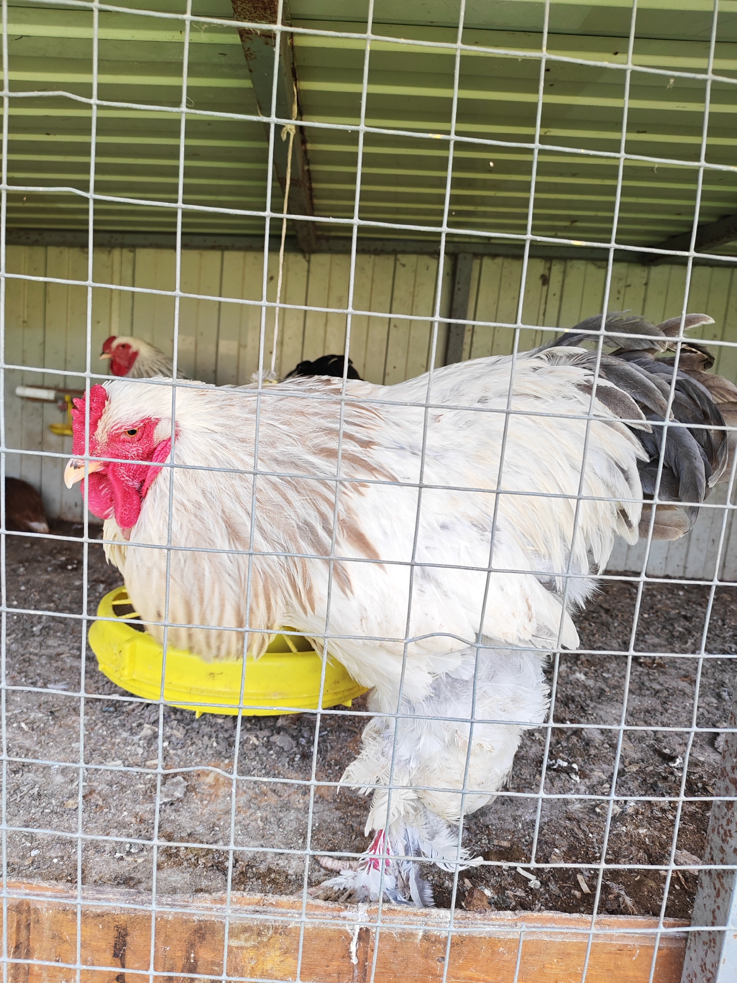 A large, plump rooster, predominantly white with some light brown feathers on its back and greyish-black tail feathers, stands prominently in a wire mesh cage. It has a vibrant red comb and wattles, and its legs are notably feathered, displaying some red coloration near its feet. Below the rooster is a yellow, circular feeder or water dish.
In the background, another white-headed rooster with a red comb is partially visible, along with a smaller, dark-feathered bird further back. The floor of the enclosure is dirt, scattered with debris. The backdrop consists of light green corrugated metal, likely a wall or roof section of the coop. A rusty metal beam and a hanging string are visible at the top of the cage structure. The cage itself has a wooden base.
The scene depicts a daytime setting, well-lit by natural light, suggesting a clear day. The roosters appear calm within their enclosure. No specific activity is occurring other than their presence. There is no visible text in the image. This scene takes place in Bronnitsy, Russia.