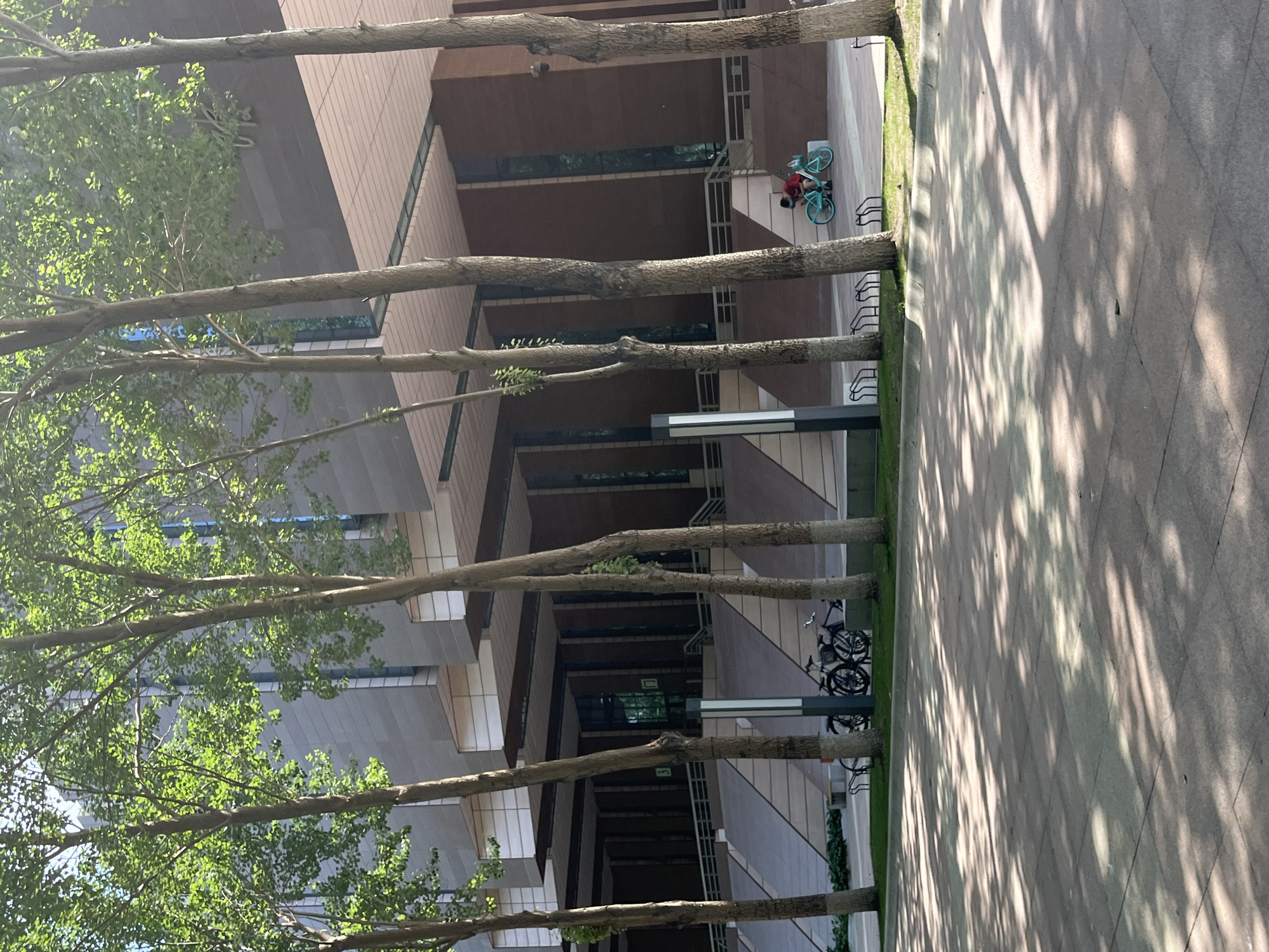 In Changchun City, China, a treelined walkway fronts a modern, multi-story building with a tan and dark gray facade. The building features a series of angled overhangs and recessed windows. Several mature trees with sparse green foliage are positioned in the foreground, casting dappled shadows on the paved walkway. To the left, a row of bicycles is parked in a rack. Further to the right, a person wearing a red shirt and dark shorts is seated on a light blue bicycle. The ground is paved with large, rectangular tiles. The sky is visible through the tree branches.
