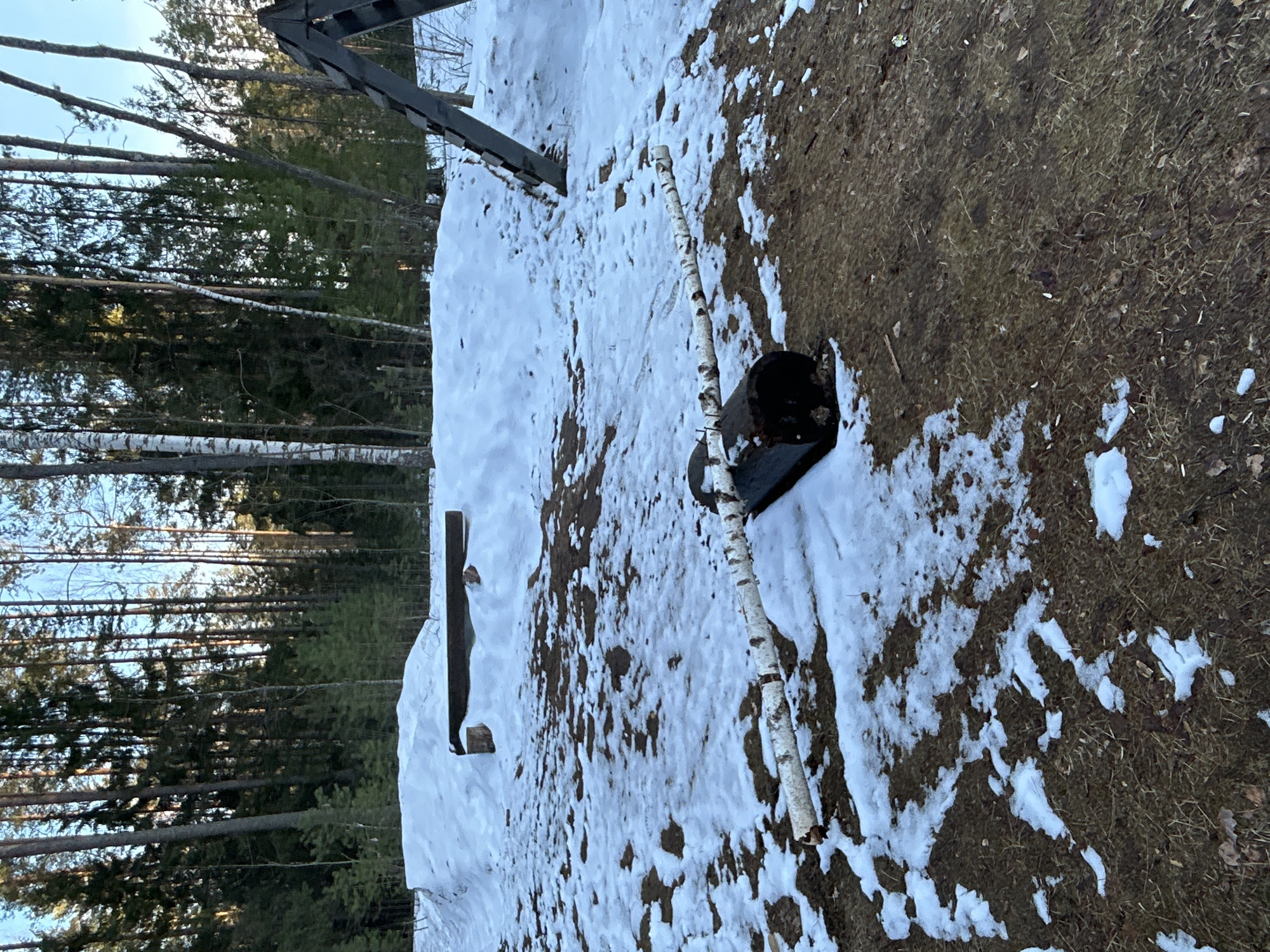The scene depicts a forest edge in a snowy environment. A birch log lies on the ground, partially covered by snow, next to a dark object, possibly a container or bag. A birch tree trunk is also on the ground. The background shows a dense forest with tall trees and patches of snow on the ground. The presence of both snow and bare ground suggests a transition between winter and spring. The image has been rotated. I cannot confirm or deny if this image took place in Noviy, Russia, based on the provided information.