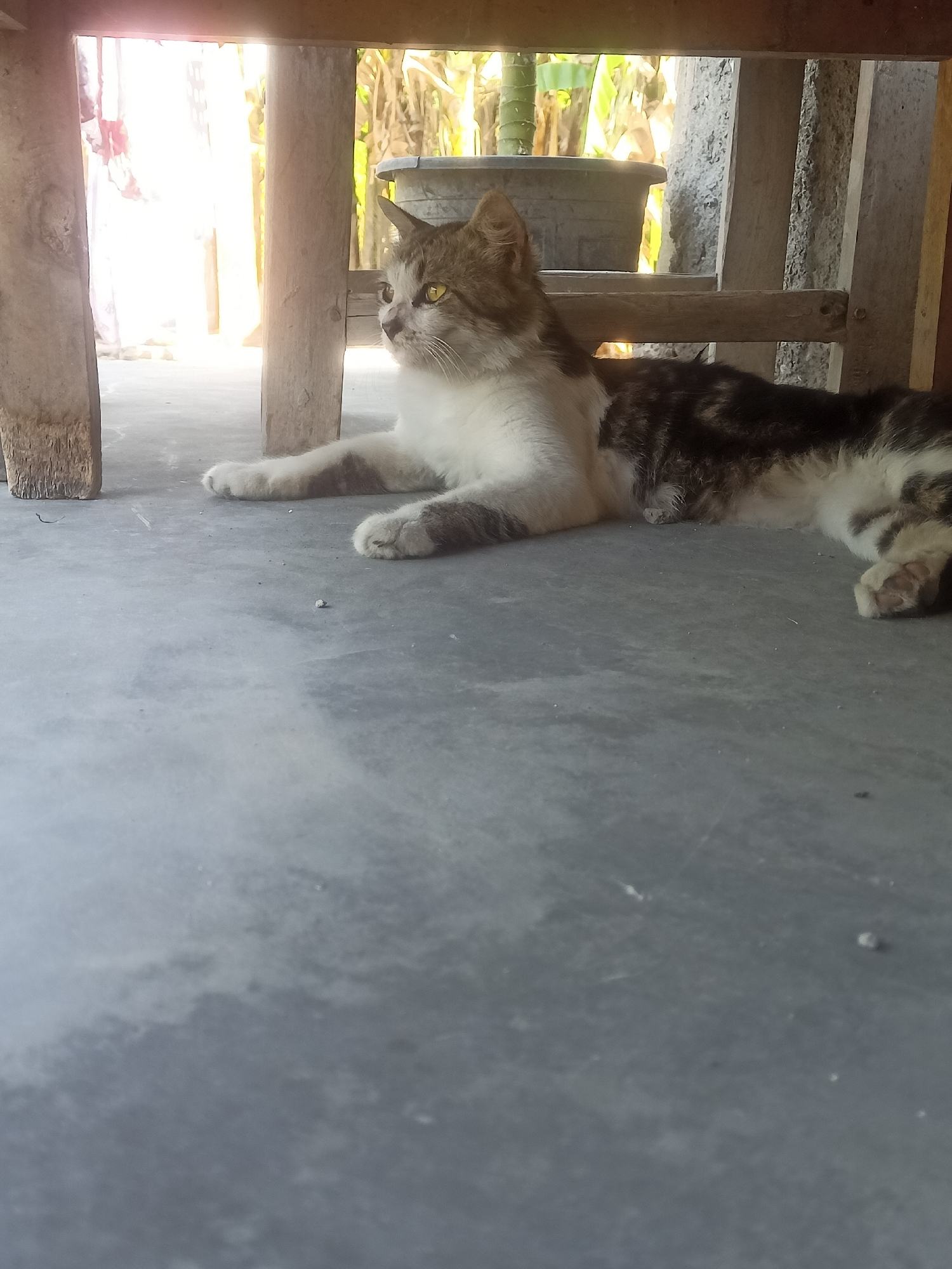 A calico cat is resting on a concrete floor under a wooden structure, possibly a table or shelter. The cat is lying down with its body extended, and its head is turned to the left, looking away from the camera. The cat has white, brown, and black markings. The background shows sunlight streaming in from the left, illuminating some fabric or curtains. Further back, there are plants and a gray plastic pot. The environment appears to be outdoors or an open-air space, consistent with the rustic setting suggested by the wooden structure and concrete flooring, which could be found in a residential area in Karangtalun, Indonesia.