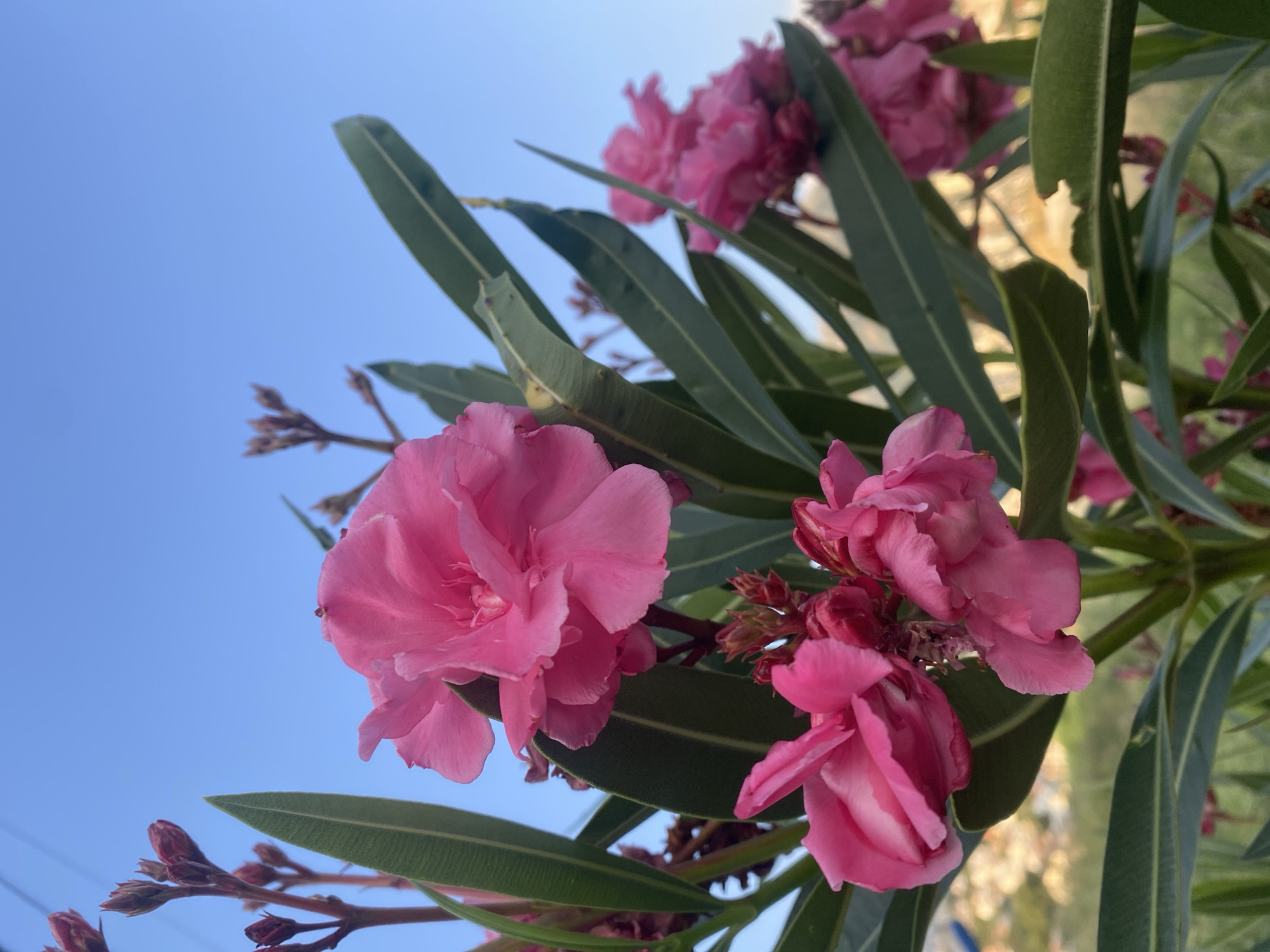 A close-up, low-angle shot captures a cluster of vibrant pink oleander flowers in bloom, set against a clear, pale blue sky. The oleander branches are laden with lush, dark green, lance-shaped leaves. In the foreground, several pink flowers are in focus, their delicate petals unfurling. Some flower buds, a darker pink and red, are visible, still closed.
In the background, out of focus, is a soft blur of buildings and foliage, suggesting a residential area with some greenery. The overall impression is a bright, sunny day. The scene is likely located outdoors in Šušanj, Montenegro, a coastal town known for its Mediterranean flora, which would include oleander. There are no people or animals present in the image.