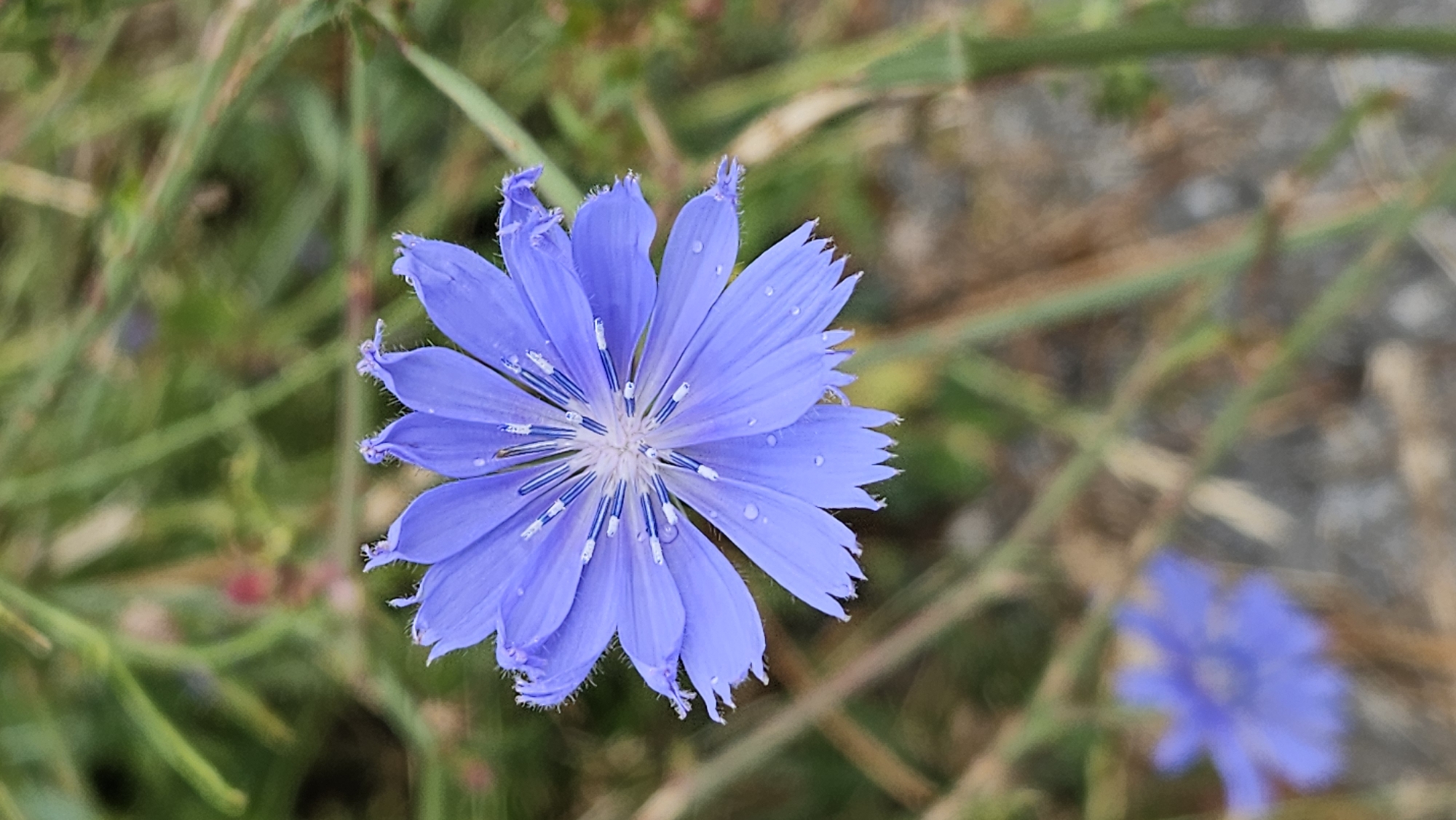 A single, vibrant blue chicory flower, Cichorium intybus, is in sharp focus in the foreground, its delicate petals displaying a serrated edge and adorned with tiny water droplets. The center of the flower reveals a cluster of thin, blue stamens tipped with white anthers. In the background, out of focus, is another, smaller blue chicory flower, and the soft green and brown hues of natural vegetation, suggesting an outdoor setting. The scene is devoid of any human presence or identifiable landmarks within the city of Prešov, Slovakia, and thus the specific location cannot be determined from the image alone.