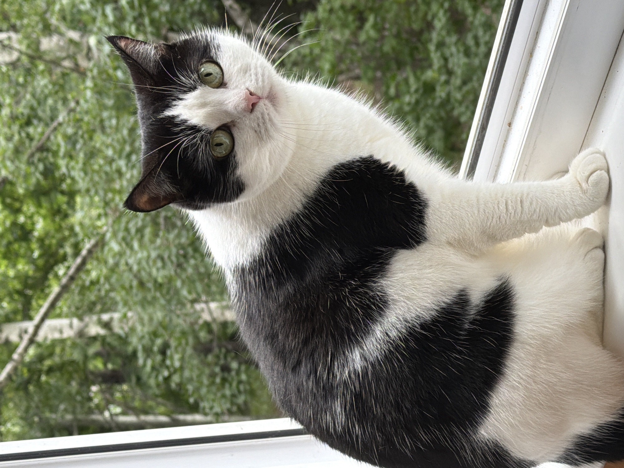 A black and white cat sits on a white windowsill, looking towards the camera. The cat has green eyes and a pink nose. Behind the cat, through a window, is a blur of green trees. The overall impression is one of a domestic setting, possibly a home in a suburban or urban area with a garden or park nearby. There is no specific information in the image to pinpoint its location to Ulyanovsk, Russia.