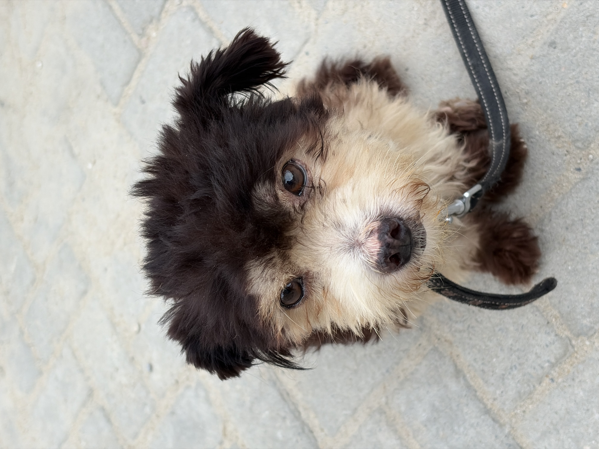A small, brown and tan mixed-breed dog sits on a paved surface, looking up at the camera. The dog has shaggy fur, with darker brown fur on its head and ears, and lighter tan fur on its face and chest. Its eyes are dark brown and its nose is black. A black leash is attached to a collar around the dog's neck. The paved surface appears to be made of rectangular grey stones laid in a pattern. The background is out of focus, but suggests an outdoor environment. The image was taken in Igboefon, Nigeria.