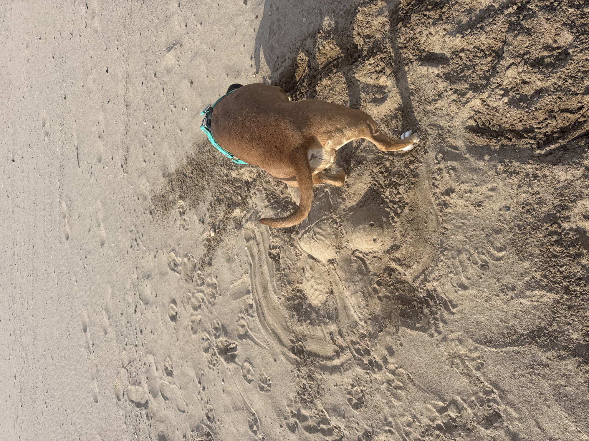 An overhead shot captures a brown dog resting on sandy ground in Noviy, Russia. The dog, wearing a light blue collar or harness, lies on its side, facing away from the camera, with its body extending from the upper left towards the lower right of the frame. Its tail is curled around its hind legs.
The setting is an outdoor sandy area, resembling a beach or dunes, with varied sand textures. The sand ranges from smoother, lighter patches on the left to darker, coarser, and more disturbed sand on the right where the dog is lying. Numerous paw prints, likely from the dog itself, and some indistinct human footprints are visible across the sand, especially in the bottom half of the image. Distinct shadows are cast on the sand, indicating bright sunlight, suggesting it is daytime, possibly morning or late afternoon. The overall impression is one of a relaxed scene. There is no visible text in the image.