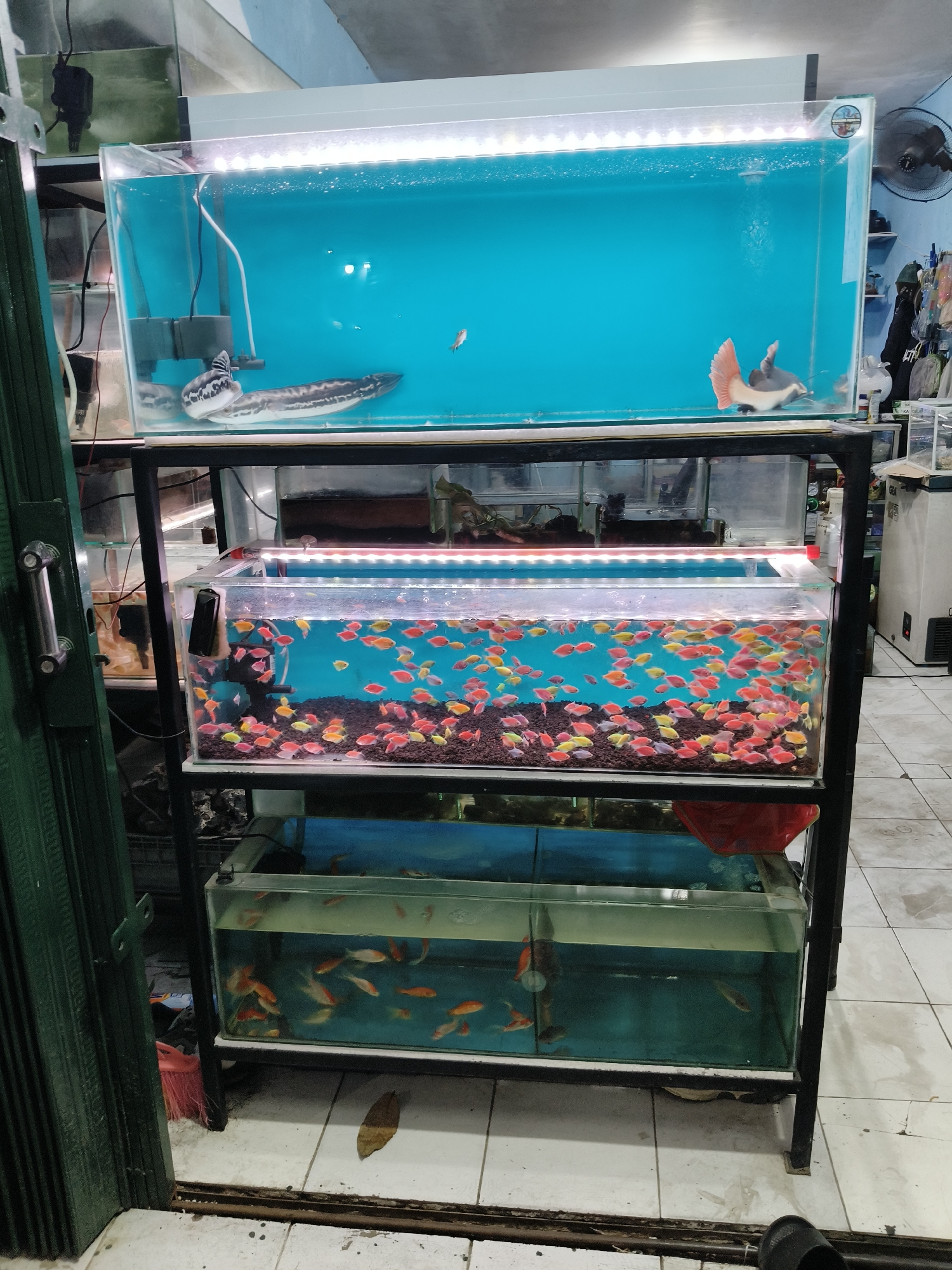 This image captures a multi-tiered aquarium setup within an indoor commercial establishment, likely a pet shop or fish market, situated in South Tangerang, Indonesia. The foreground features a section of a green metal folding gate, suggesting an entrance or a display area.
The aquariums are stacked vertically on a black metal rack. The topmost aquarium contains two large fish: one is a long, striped fish with a distinct head shape, possibly a predatory species like a snakehead or alligator gar. The other fish, on the right, is lighter in color with a prominent reddish-orange fin. The water in this tank is a vibrant blue.
The second aquarium from the top is filled with a dense school of small, brightly colored fish, predominantly in shades of pink, orange, and yellow. They are swimming above a dark substrate.
The third aquarium down contains a smaller number of larger, orange and white fish, which appear to be goldfish or similar species, in clear water.
The bottommost aquarium is partially visible, showing a light green water color and at least one slender, darker fish swimming within.
The environment appears to be indoors with tiled flooring and a light-colored wall in the background. Artificial lighting is visible above the aquariums, illuminating the fish and their surroundings. The overall impression is of a well-stocked aquatic sales environment.