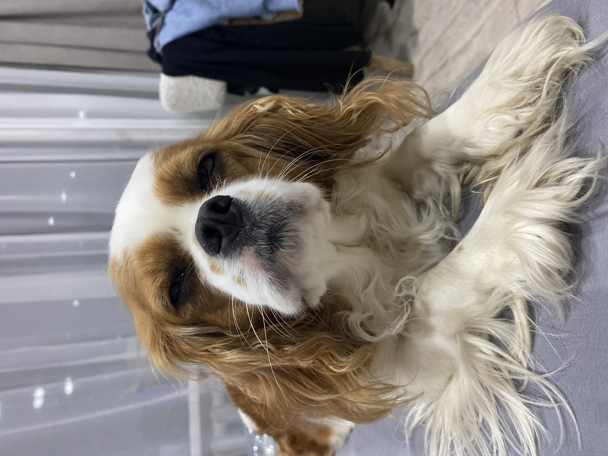 A close-up, eye-level shot focuses on the face and front paws of a Cavalier King Charles Spaniel lying on a gray surface, likely a blanket or sofa. The dog's fur is a mix of chestnut brown and white, with long, wavy chestnut hair framing its face. Its eyes are partially closed, giving it a sleepy or contemplative expression. The dog's nose is black and wet, and its muzzle is white with black whiskers. Its front paws are splayed out, covered in long, white fur. The background is blurred, with sheer gray curtains on the left and a dark garment and a light-colored stool or chair on the right, suggesting an indoor domestic setting, possibly a living room or bedroom. The lighting is soft, creating a slightly dim atmosphere. The floor, visible in the lower right, appears to be wooden.