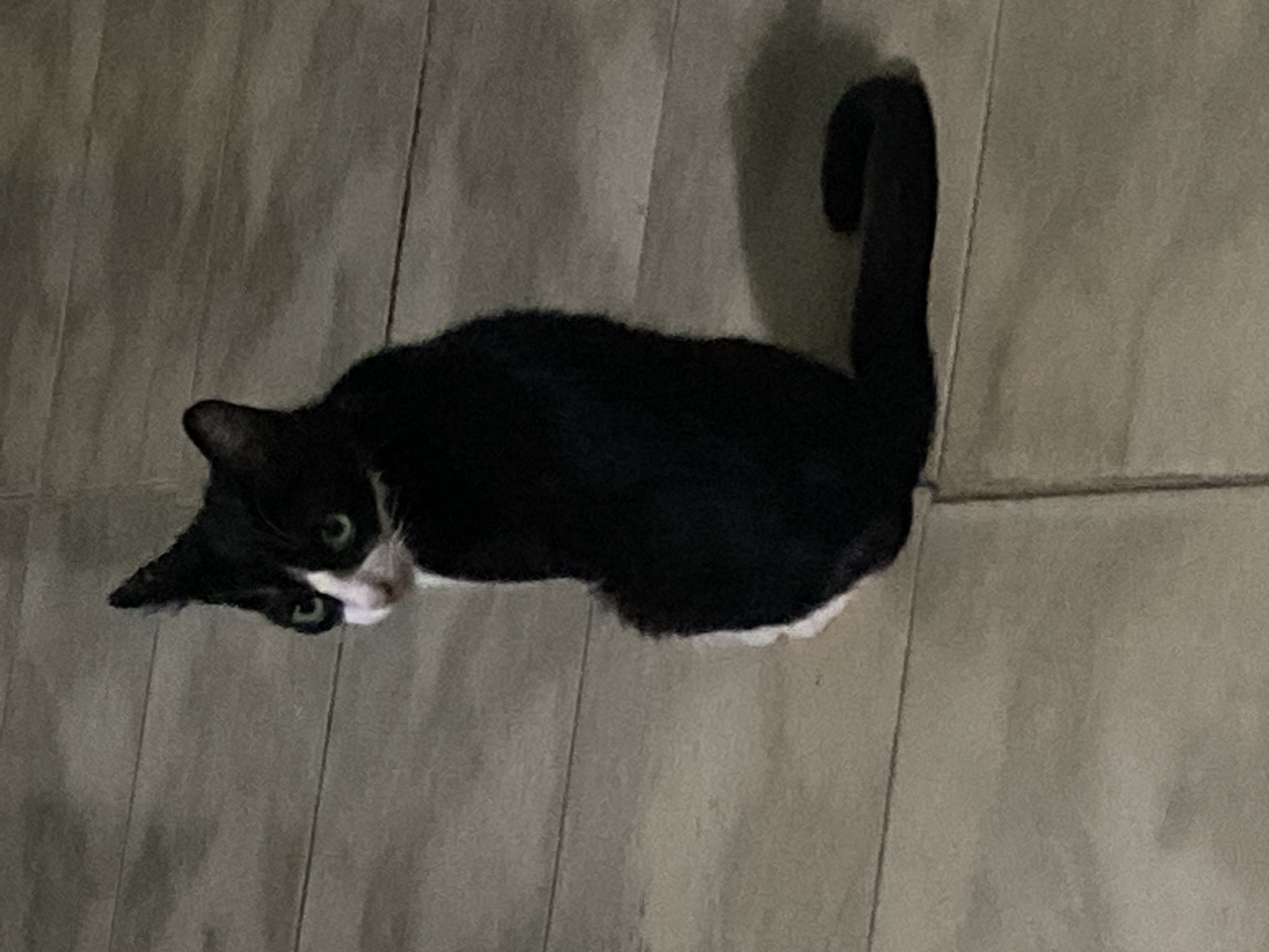 A black and white tuxedo cat with green eyes sits on a tiled floor. The location is unknown, with no evidence to indicate that it is in Tinaquillo, Venezuela.