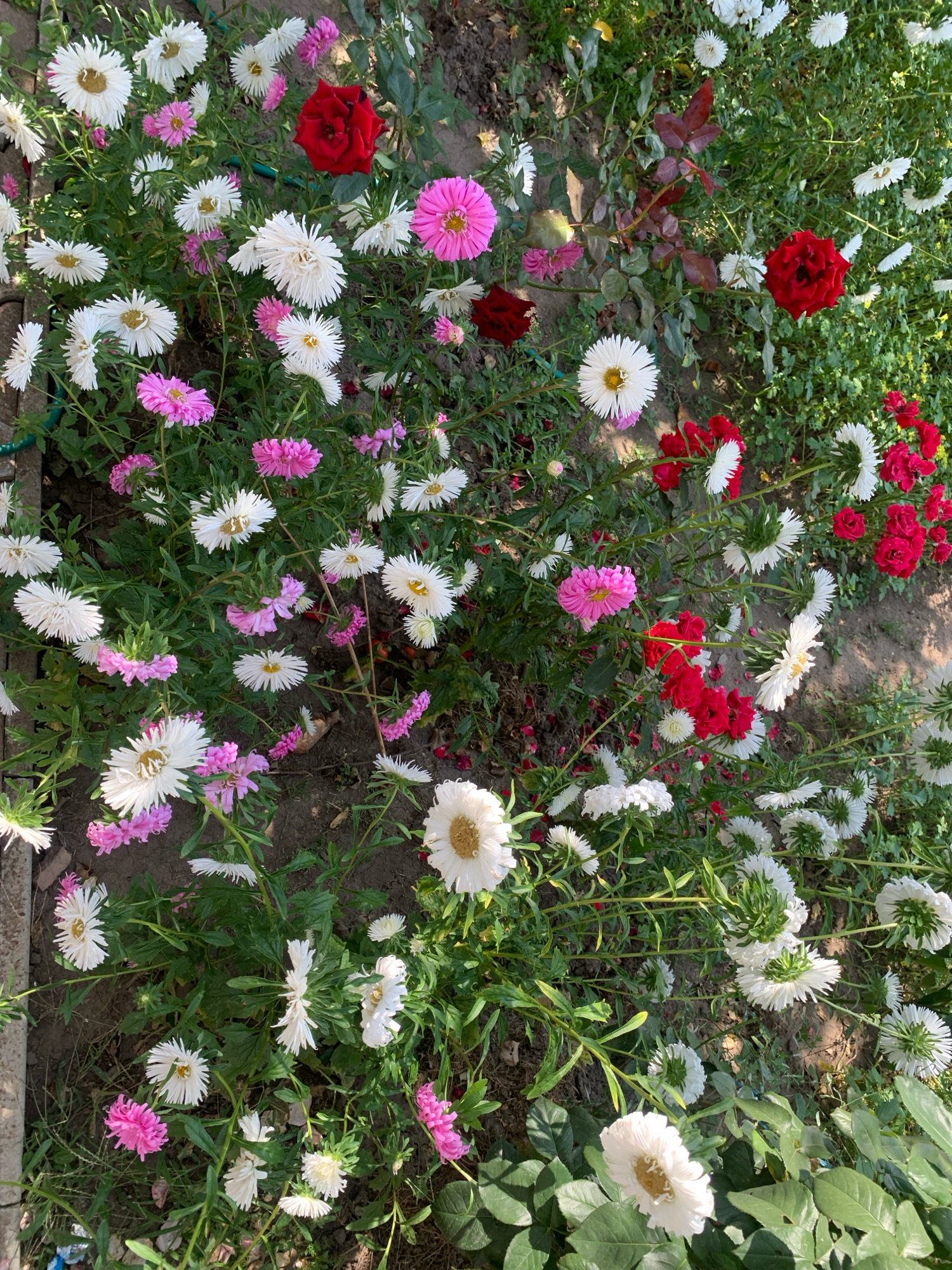 The image depicts a close-up, overhead view of a garden bed densely populated with asters and roses. The asters are predominantly white and pink, with some variations in petal shape and density, while the roses are a vibrant red. The flowers are in various stages of bloom, with some fully open and others in bud. The garden bed is composed of dark soil and green foliage, with some dried leaves and organic debris on the ground. The lighting suggests it is daytime, with dappled sunlight illuminating parts of the scene. There are no people or animals visible in the image. The scene appears to be located in a residential garden. There is no specific visual information within the image that would allow for the precise identification of the city of Kolomyia, Ukraine.