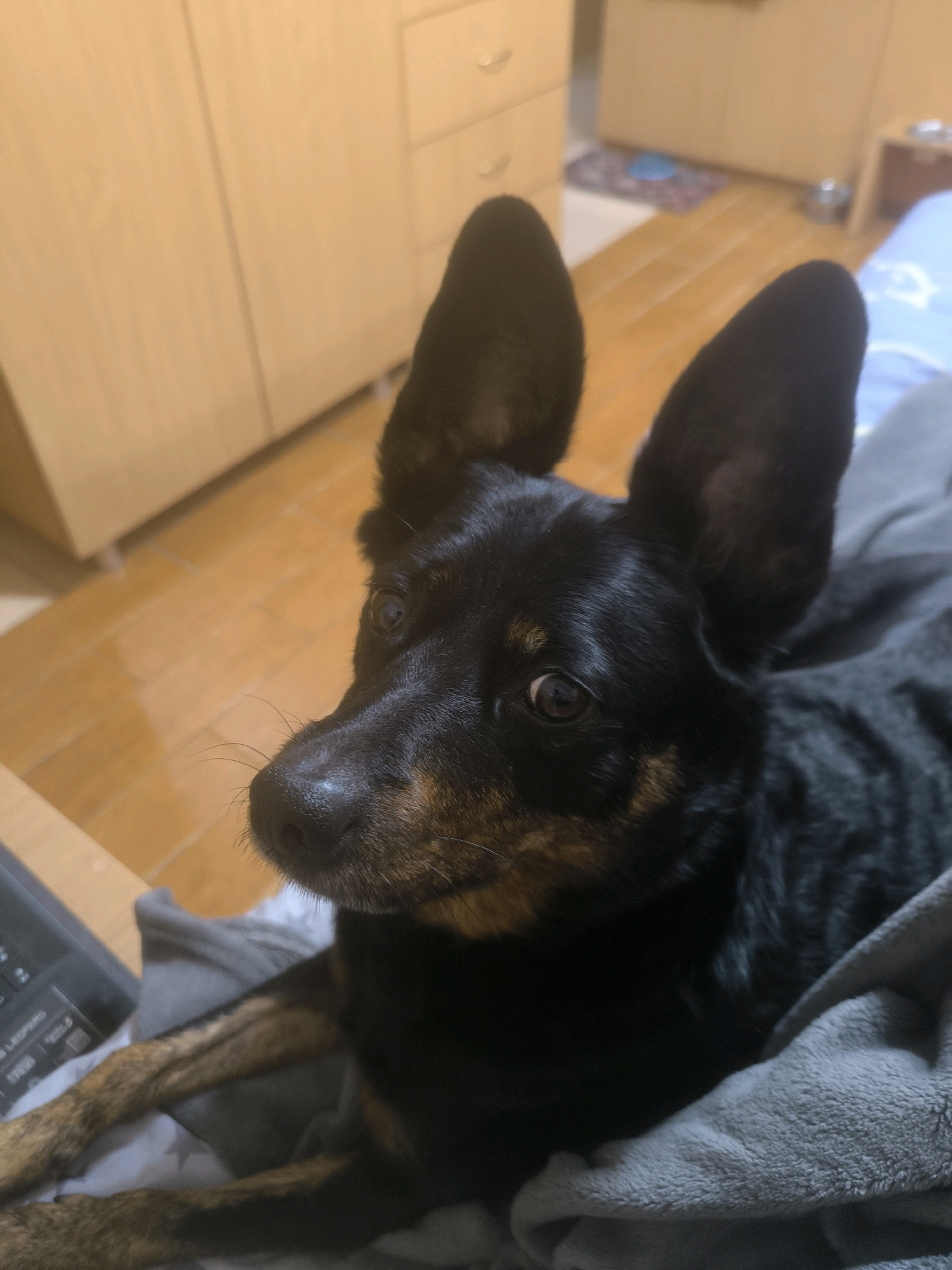 A black and tan dog with large ears is lying on a gray blanket. The dog's head is turned to the left, and its eyes are looking forward. A portion of a black laptop keyboard is visible in the lower left corner of the image. In the background, there are wooden cabinets and a wooden floor. The image appears to be taken indoors. There is no indication of the city of Mykolaiv, Ukraine, or any other specific location.