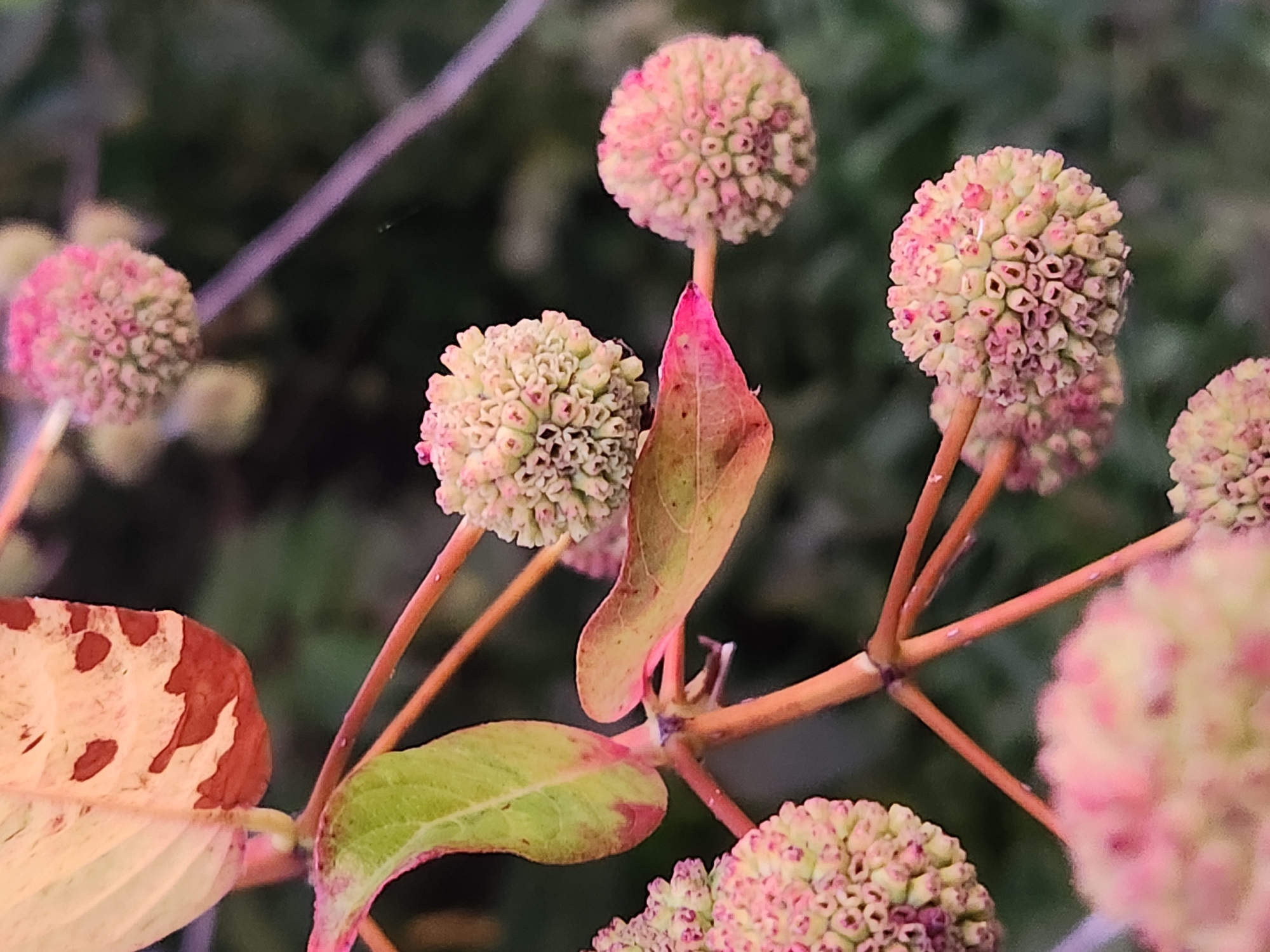 This is a close-up, low-angle, vertical photograph of a branch of a plant with multiple spherical, light pink and cream-colored flower clusters. The flower clusters are composed of many small, individual florets, each with tiny pink tips. The branch is a reddish-brown color and has a few leaves. One large leaf in the upper left corner is a muted yellow with reddish-brown splotches. Another leaf, lower down and to the left, is a vibrant green with reddish edges. The background is dark and out of focus, appearing to be foliage. The scene suggests a natural, outdoor environment, possibly a garden or park, given the appearance of the plant. The location is Winter Park, United States of America.