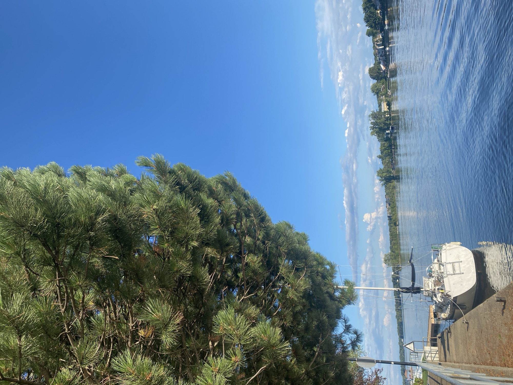 A sailboat is docked alongside a concrete walkway on the western shore of the Sainte-Anne-de-Bellevue Canal in Quebec, Canada. The boat is white with a dark sail cover and is tied to the dock with ropes. A large pine tree with green needles overhangs the left side of the image. The canal is calm and reflects the blue sky, which is partly filled with scattered white clouds. Across the canal, the opposite shore is lined with trees and houses. The scene appears to be set in the late afternoon or early evening.