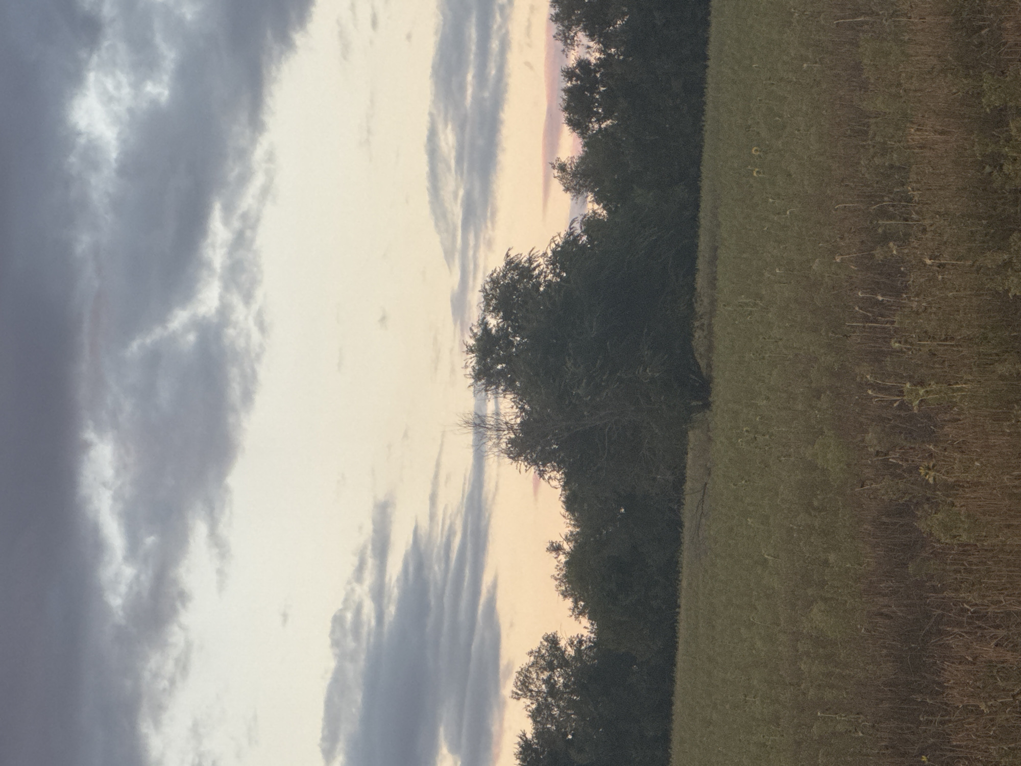 A wide shot captures a field of dry, tall grass and some sunflowers under a pale sky. Dark green trees line the horizon, obscuring the view beyond. The sky is a gradient of pale yellow near the horizon, transitioning to a soft pink, and then a dusky gray with scattered clouds towards the top. The overall atmosphere is serene and rural, suggesting a late evening or early morning in the countryside. There are no people or animals visible in the frame. The location is identified as Vasil'evka, Russia.