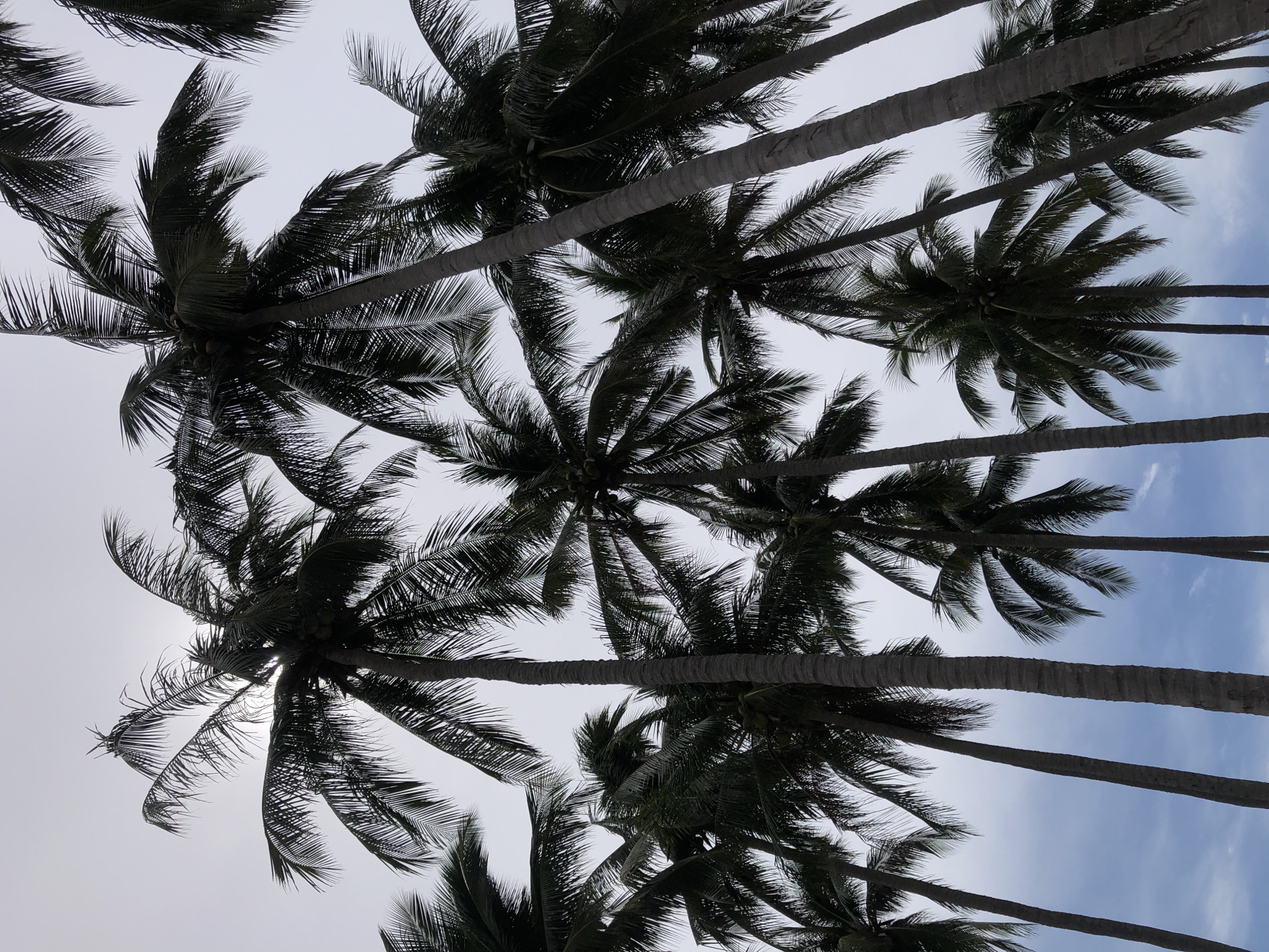 In the city of Mũi Né, Vietnam, a cluster of tall, mature coconut palm trees dominates the frame, their fronds reaching towards a hazy, overcast sky. The perspective is looking upwards, emphasizing the height of the trees. The coconuts are visible on some of the trees, appearing as small, green clusters. The sky is a pale gray with subtle hints of blue and white clouds peeking through, and the sun is obscured, creating a diffused light. The scene is devoid of any people or human activity, focusing solely on the natural environment. The textured bark of the palm trunks is visible, adding to the detailed, forensic observation of the scene.