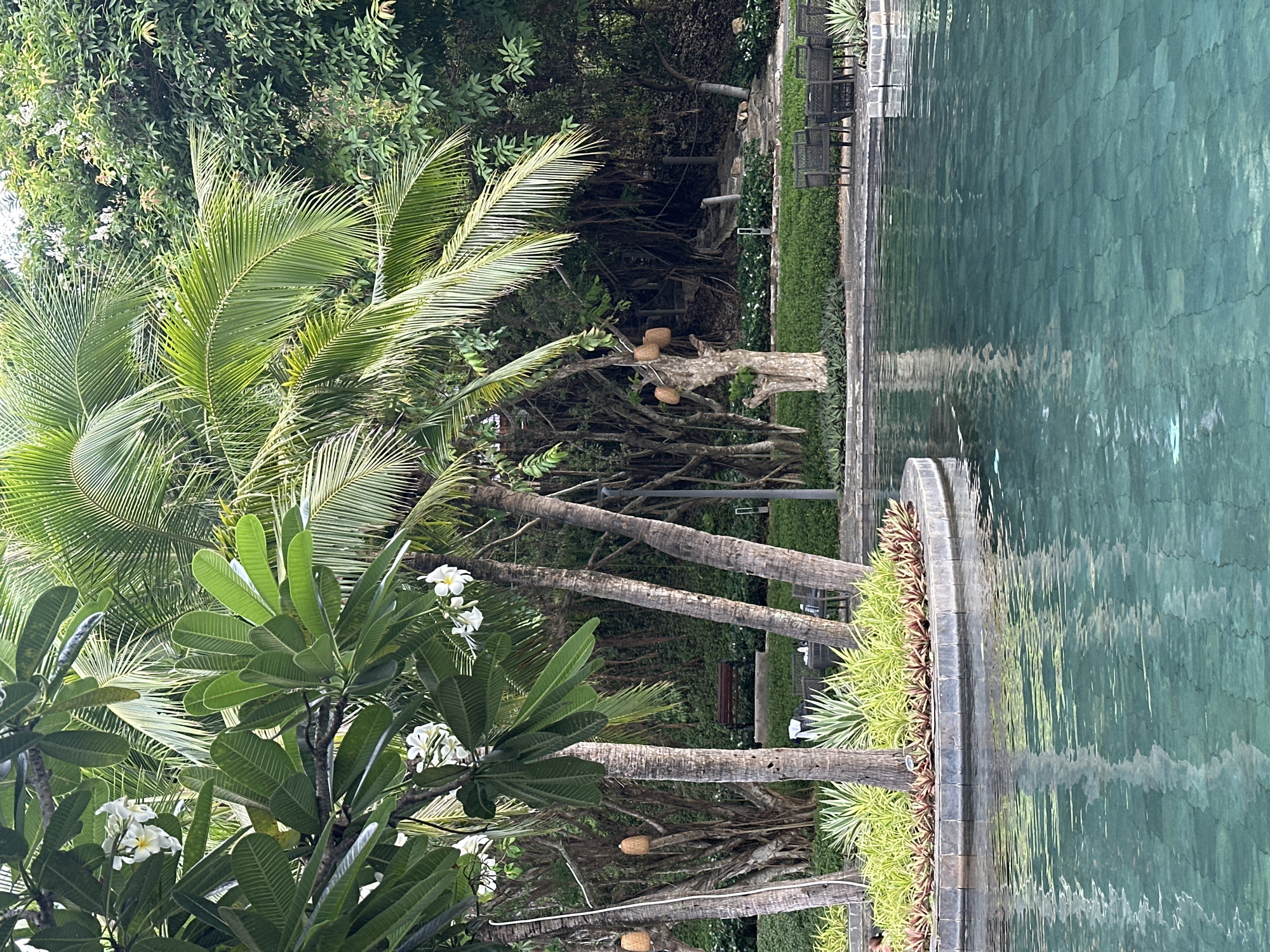 This image captures a tropical resort environment centered around a swimming pool in Nha Trang Ward, Vietnam. The lower half of the frame is dominated by a turquoise-tiled swimming pool, its surface gently rippled, reflecting the lush surroundings. A circular, raised planter, edged with dark stone coping, is situated within the pool on the left, featuring diverse green and reddish-hued tropical plants. Several slender, rough-barked tree trunks, consistent with palms or similar species, emerge from this planter and also from the ground around the pool. Overhead and to the left, a frangipani tree with large green leaves and clusters of white blossoms is prominent. Scattered among the trees are woven basket-like lanterns hanging from branches. In the mid-ground, a dark wooden bench is visible on a grassy area, flanked by dense foliage. To the right, a dark woven outdoor table with chairs is positioned near the pool's edge. The background consists of a dense, multi-layered tropical forest with various trees, including some with prominent aerial roots and vine-like structures. Stone steps can be seen ascending into this dense greenery on the right side of the background. A portion of a person's head is visible in the pool water on the far left edge of the image. The overall scene depicts a serene, well-landscaped, and verdant outdoor leisure space.