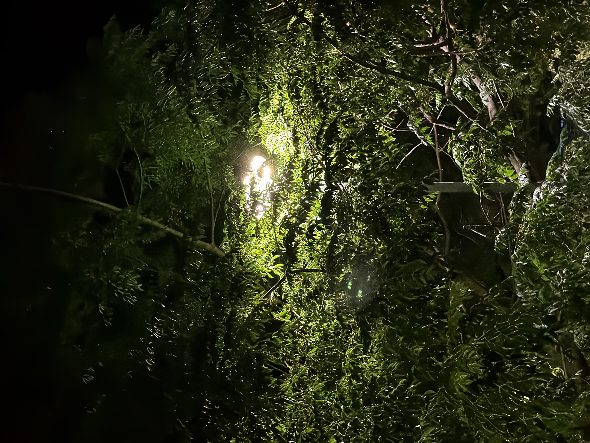 A dimly lit outdoor scene at night, likely in Budva, Montenegro, featuring dense green foliage illuminated by a bright street light positioned within the branches of a tree. The light source is a circular bulb, casting a warm glow that highlights the leaves and branches, creating a dappled effect. Some smaller, indistinct specks are visible in the air, possibly insects attracted to the light. The surrounding environment is dark, indicating a nocturnal setting. There are no people or animals visible in the frame. The image captures a close-up view of the tree and its immediate surroundings, suggesting an urban or semi-urban park or street.