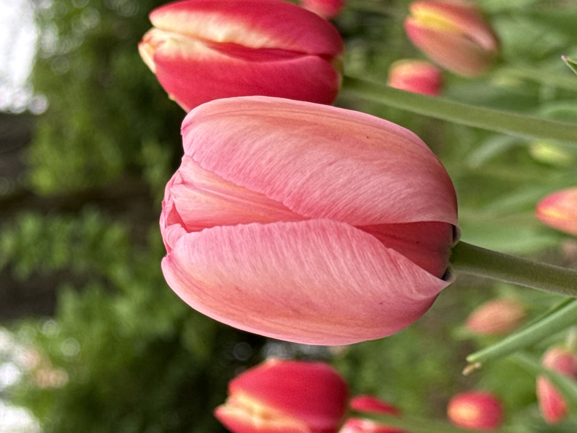 The image is a close-up of a pink tulip in a garden setting. The tulip is the primary focus, with its petals tightly closed in a bud shape. The background is blurred, but it suggests a garden or park with other tulips and foliage. The location, Moscow, Russia, is not discernible from the visual elements alone. Therefore, it is not possible to confirm or deny the location based solely on the image.