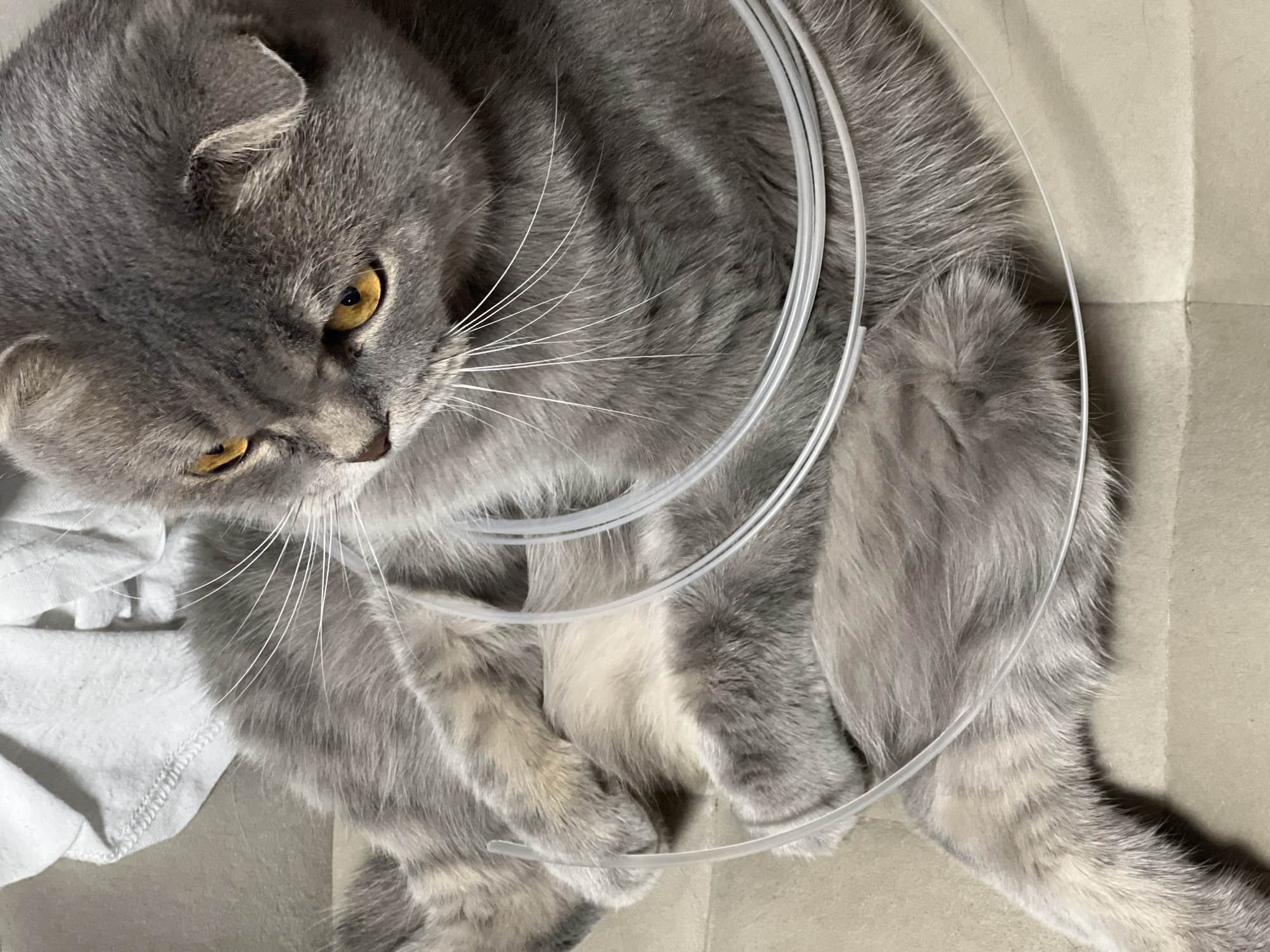 A grey Scottish Fold cat with orange eyes is lying on its side on a light brown surface, possibly a couch or bed. The cat is draped with several loops of clear plastic tubing around its body. A white cloth is visible in the upper left corner of the image. There are no people or specific landmarks to indicate a location in Votkinsk, Russia.