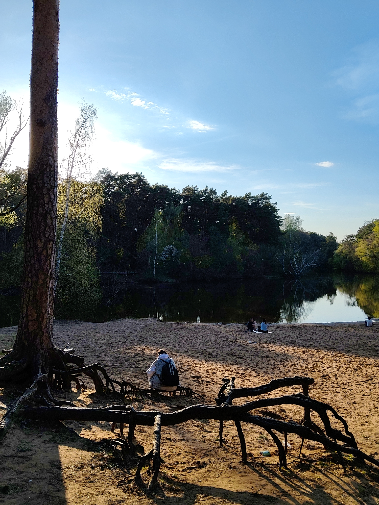 The image captures a serene landscape in Unknown, Unknown, featuring a sandy beach bordered by a calm body of water reflecting the surrounding trees. In the foreground, a large tree with prominent roots dominates the left side, casting shadows on the sand. To the right of the tree, a person is seated on the ground. Further away, near the water's edge, a group of people are sitting together on what appears to be a blanket. The background is filled with a dense forest. The sky is blue with scattered clouds.