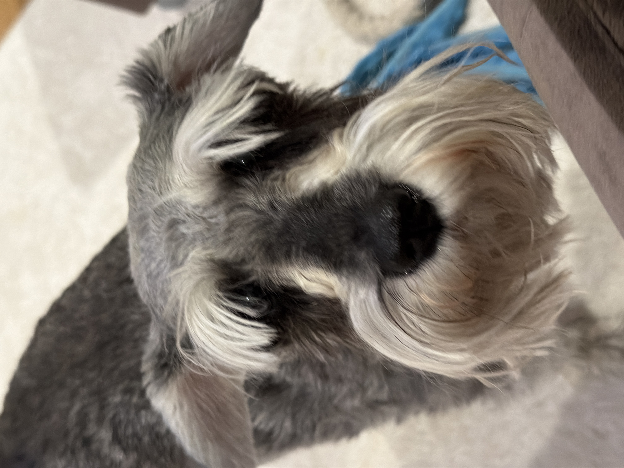 A close-up shot shows a salt and pepper schnauzer looking up at the camera. The dog's head is prominent, and its distinctive facial features, including the long, bushy eyebrows and beard, are clearly visible. The background is blurred and includes what appears to be a light-colored surface and a hint of blue fabric, possibly a blanket or clothing. There is no information in the image to suggest it was taken in Chaikovsky, Russia.