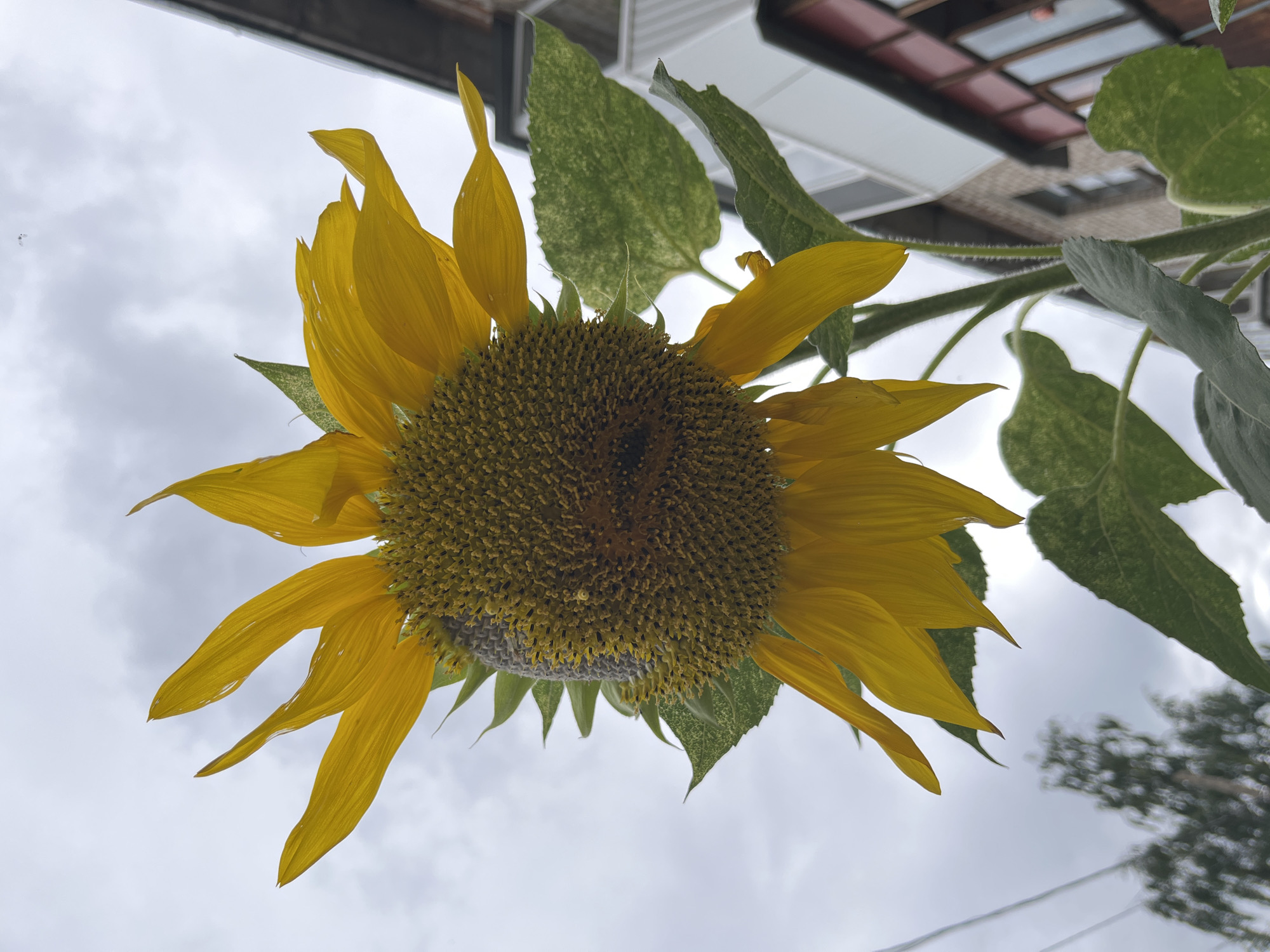 A low-angle, close-up shot captures a bright yellow sunflower head against a cloudy sky. The sunflower's petals are slightly wilting and appear damp, suggesting recent rain. The center of the flower is filled with numerous small seeds. Lush green leaves with a mottled pattern surround the stem. In the background, the blurred facade of a brick building with a white balcony and red window frames is visible, along with the indistinct silhouettes of trees. The image's perspective suggests the sunflower is growing on a balcony or near a building. The scene is likely located in Chaikovsky, Russia, given the architectural style and the overcast sky typical of the region. There are no people or animals present in the image.