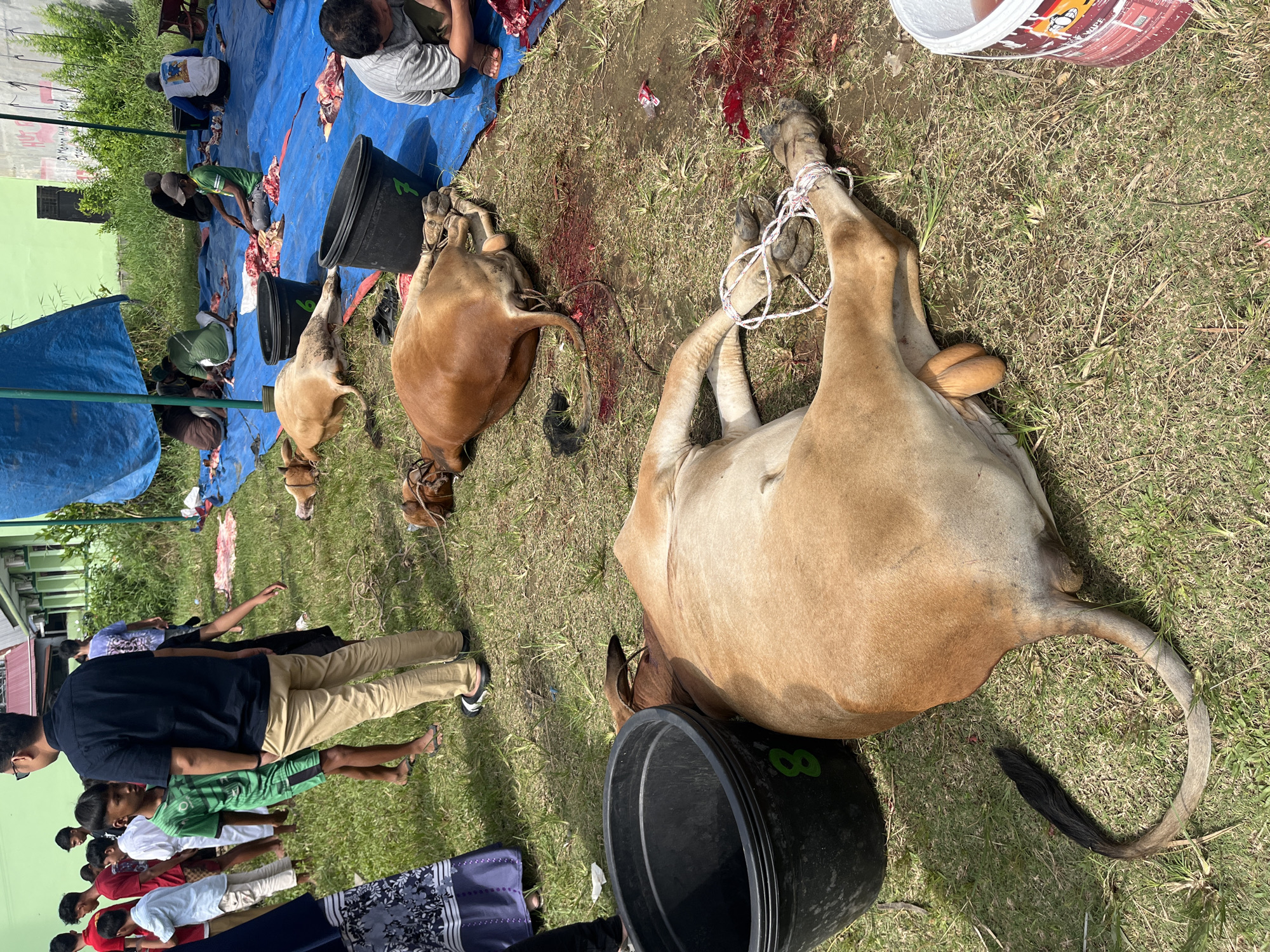 The scene depicts the aftermath of a cattle slaughter, likely related to a religious or cultural event, taking place outdoors, presumably in Paya Geli, Indonesia. Several brown cattle carcasses lie on the grass, some with their legs bound. Blood is visible on the ground and on a blue tarp nearby, where several men are butchering another animal. Plastic buckets are scattered around, likely for collecting meat or offal. Other people, including children, are standing and observing the scene. A building and some vegetation are visible in the background.