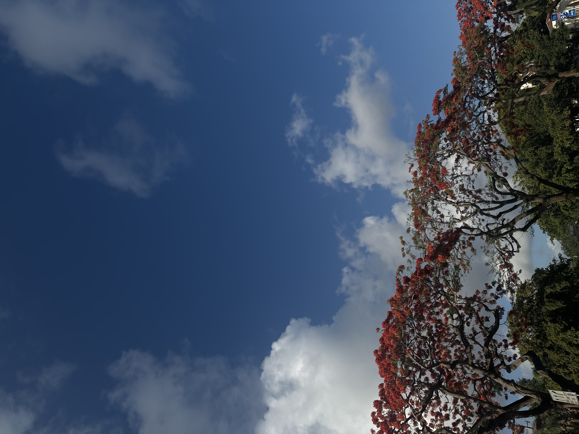 The image shows a view looking up into a bright blue sky scattered with white clouds. A portion of the frame is filled with trees in full bloom, featuring vivid red flowers. These trees appear to be Flamboyant trees, commonly found in tropical and subtropical regions. Their branches spread across the top right and lower right portions of the image, creating a contrast between the organic shapes of the trees and the open expanse of the sky. The image suggests a bright, sunny day, likely taken in a warm climate. Given the description, the image is likely taken in Boca Raton, Florida, United States of America. There are no people visible in the shot.